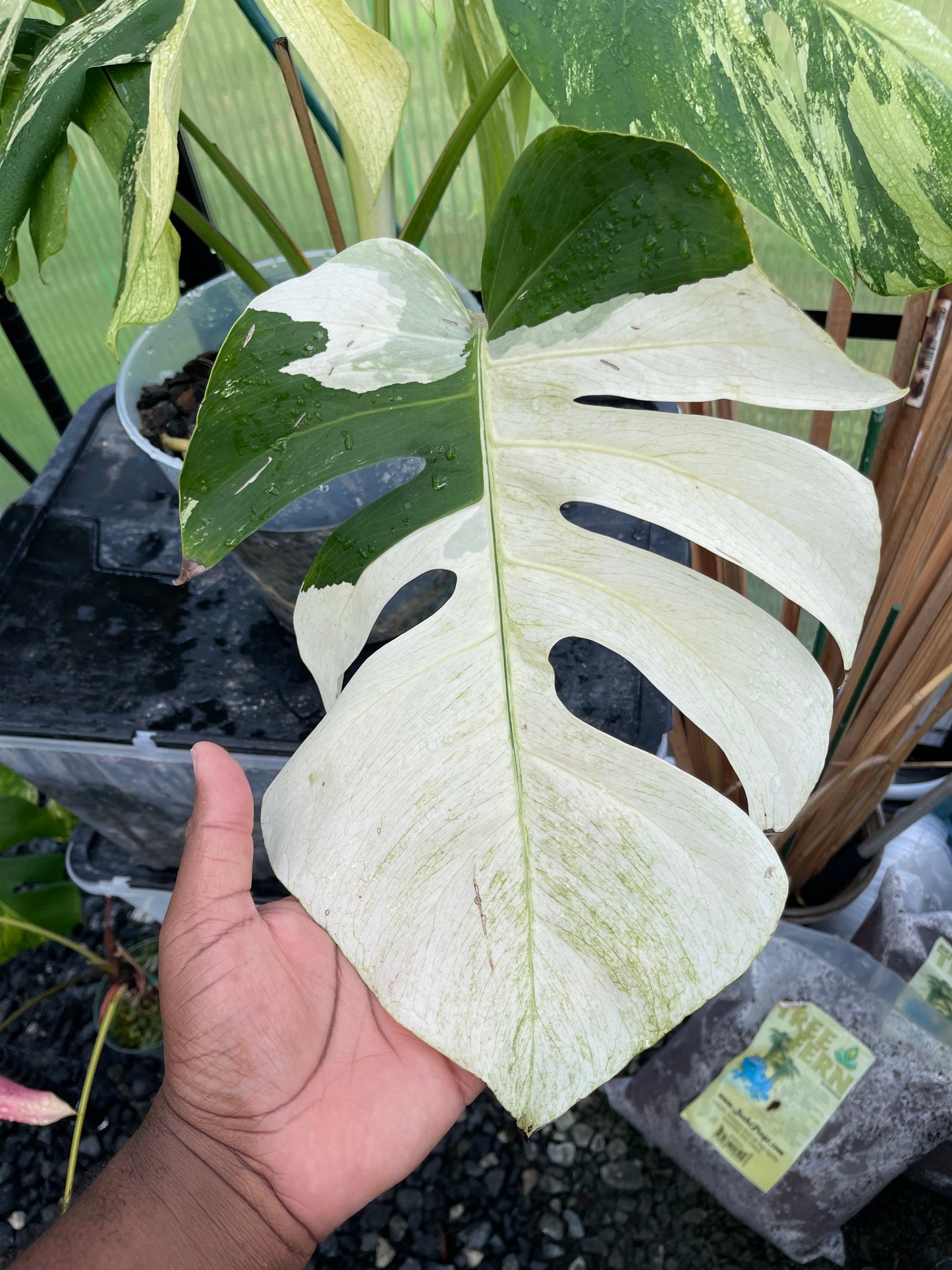 Monstera Mint NOID(Jungle Mint)