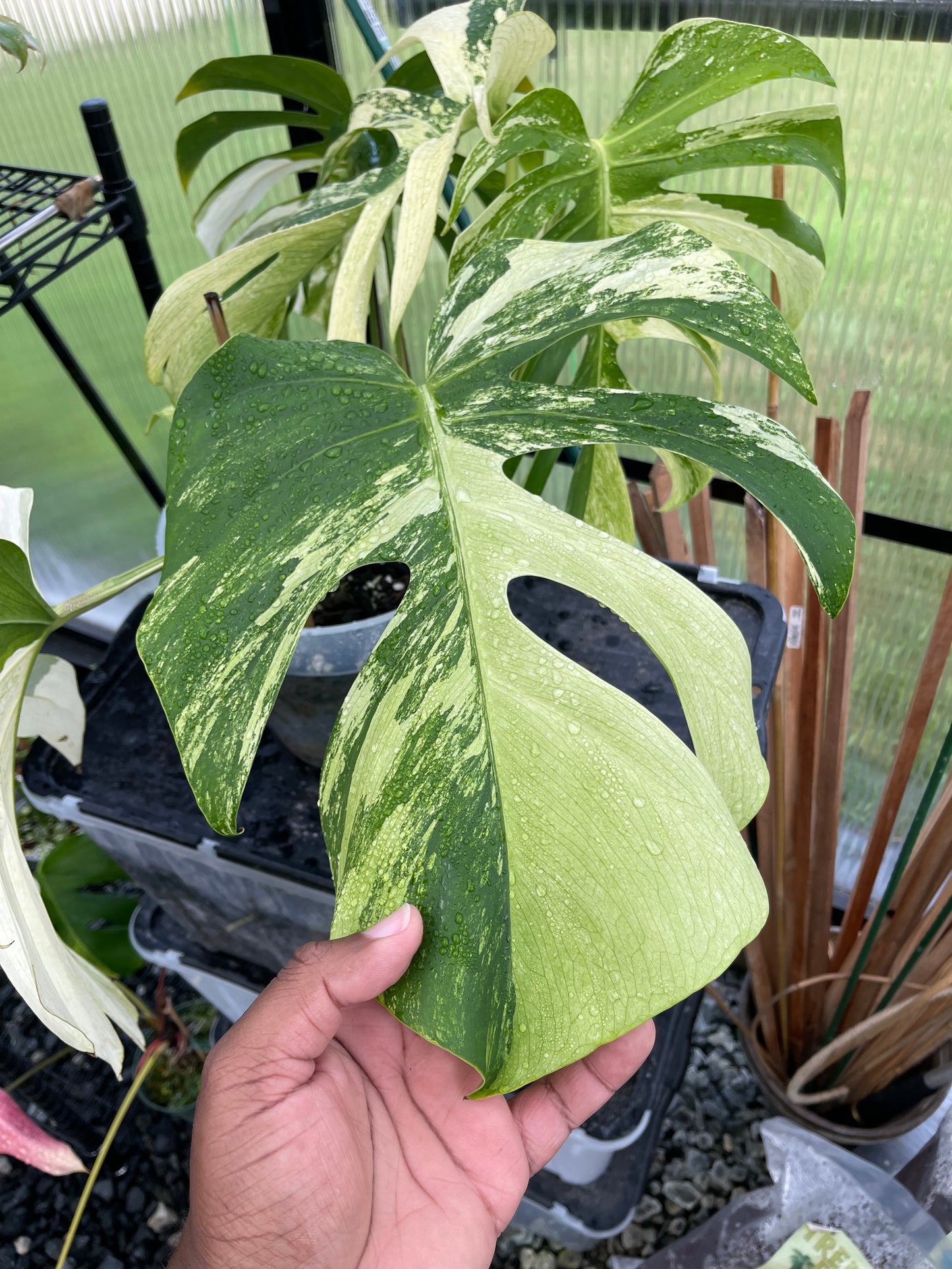 Monstera Mint NOID(Jungle Mint)