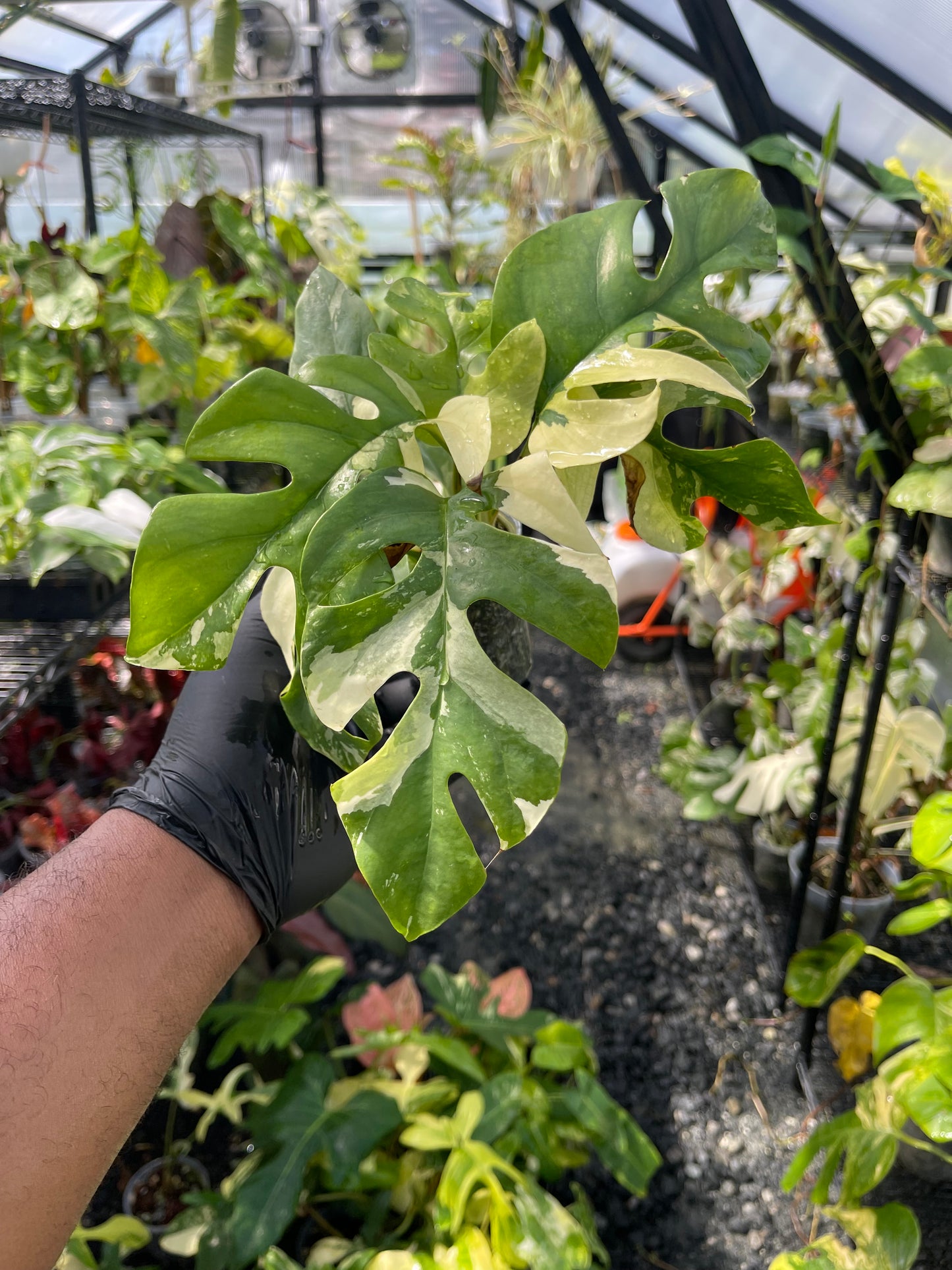 Variegated Rhaphidophora Tetrasperma- Grower’s Choice