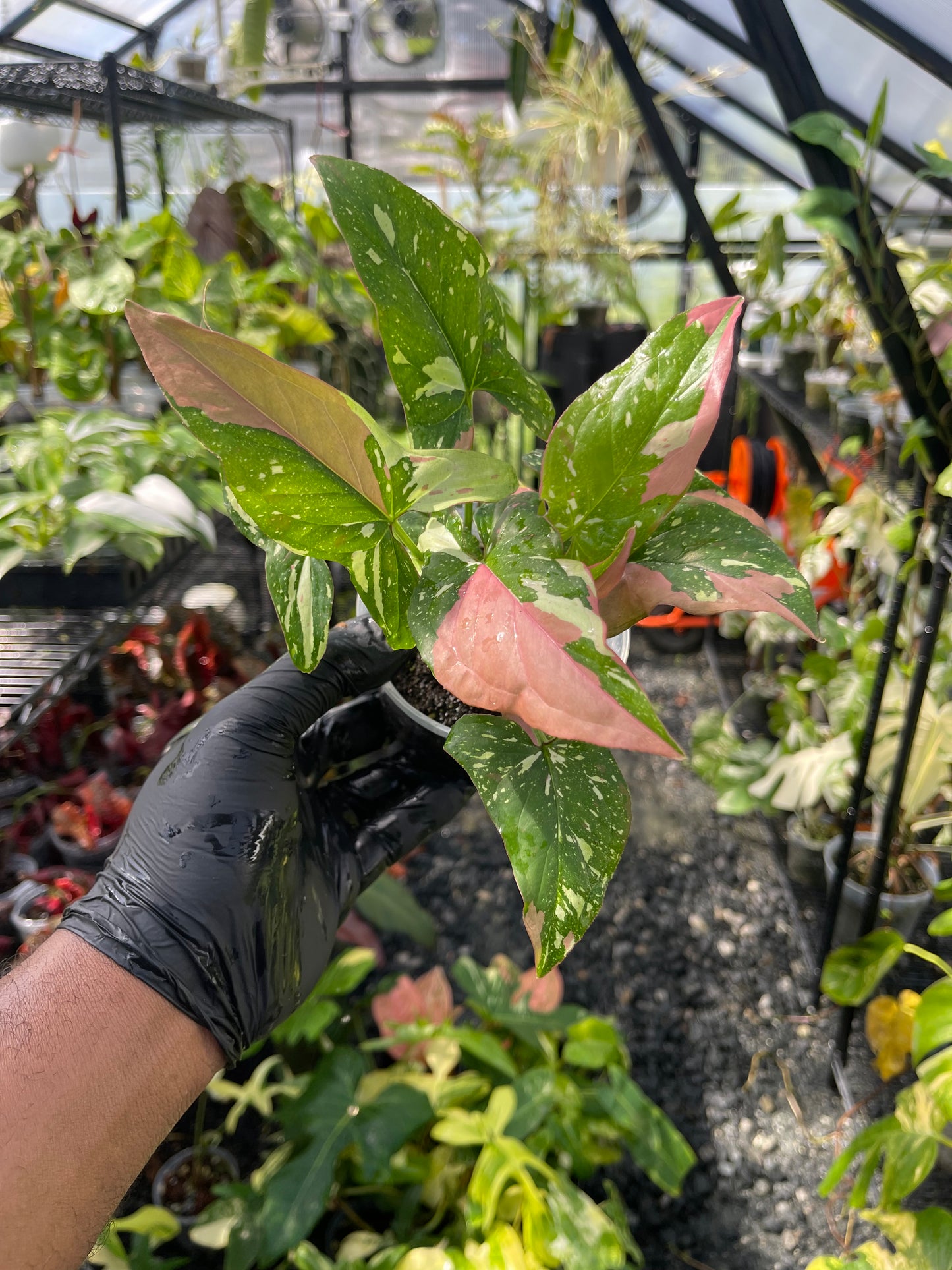 Syngonium Tricolor Red Spot- Grower's Choice