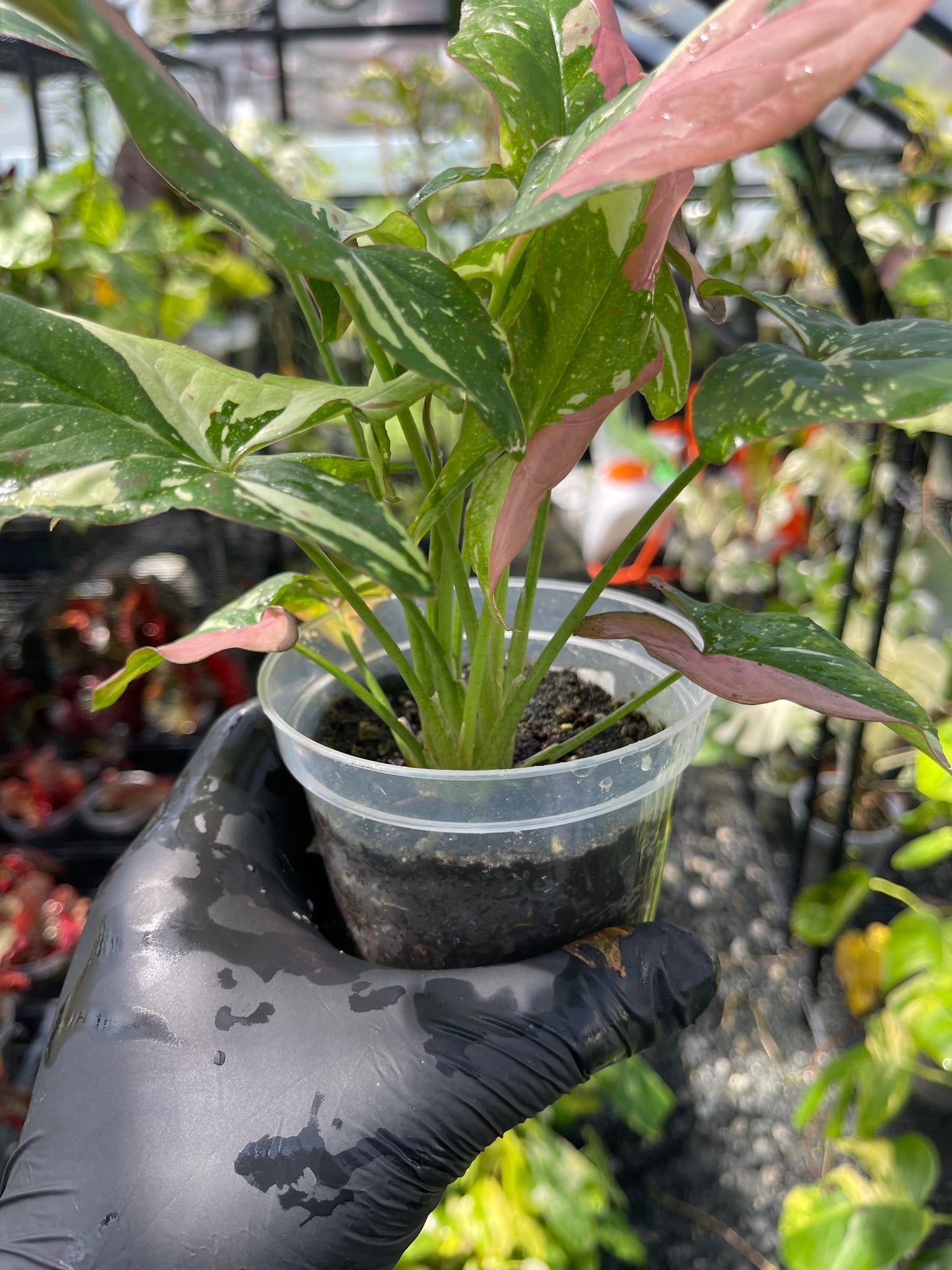 Syngonium Tricolor Red Spot- Grower's Choice