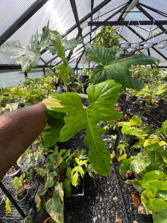 Philodendron Variegated Golden Dragon