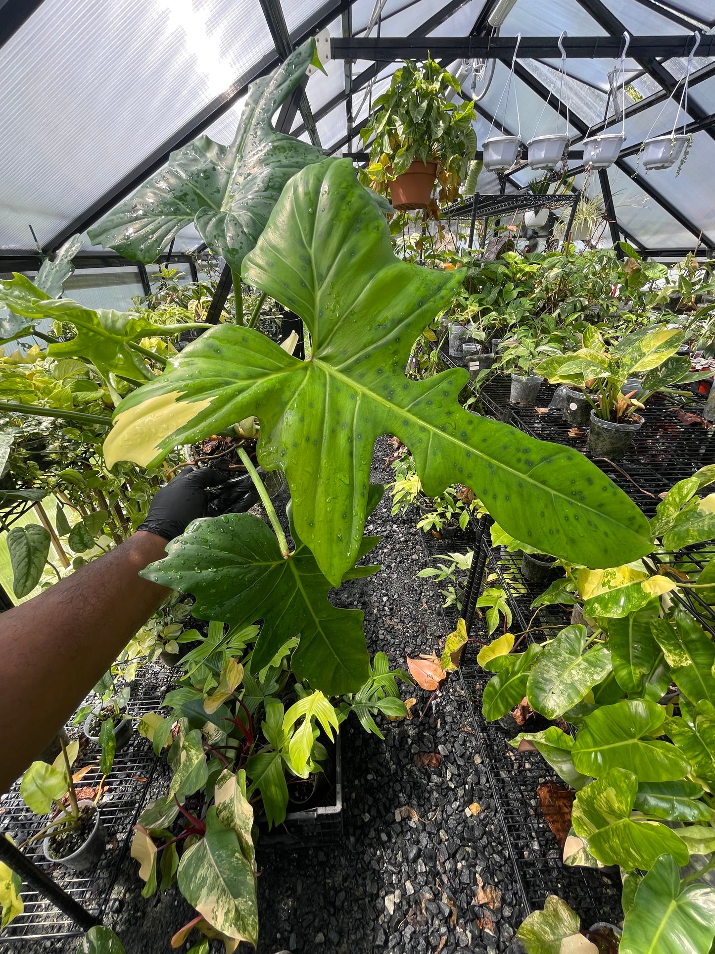 Philodendron Variegated Golden Dragon