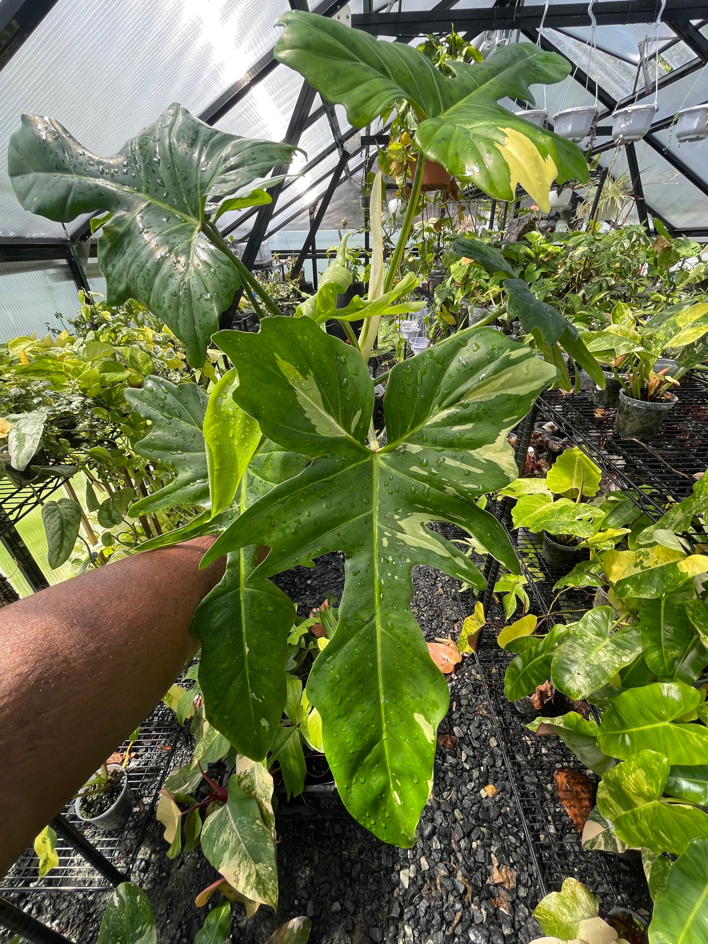 Philodendron Variegated Golden Dragon