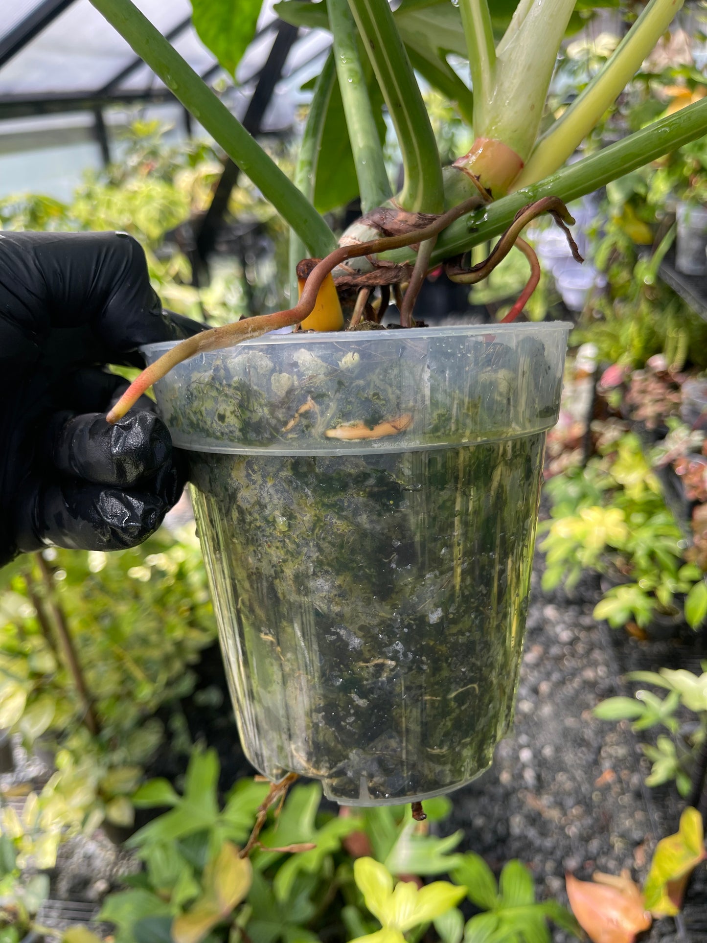 Philodendron Variegated Golden Dragon