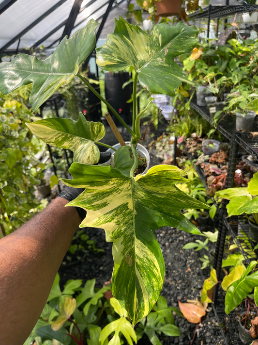 Philodendron Florida x Mayoi( New Hybrid)