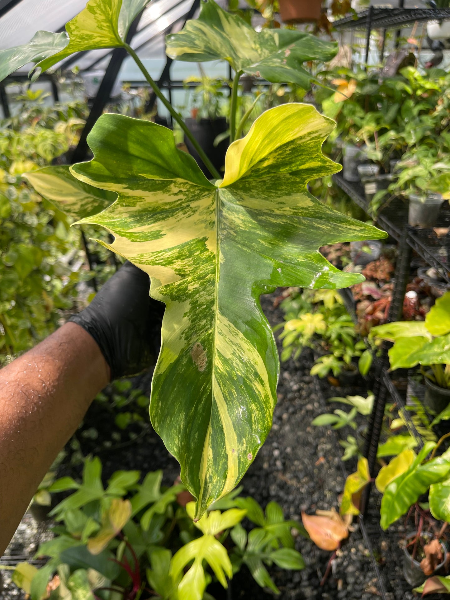 Philodendron Florida x Mayoi( New Hybrid)