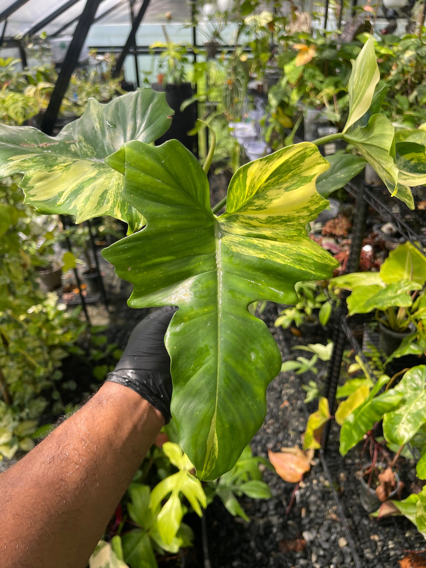 Philodendron Florida x Mayoi( New Hybrid)