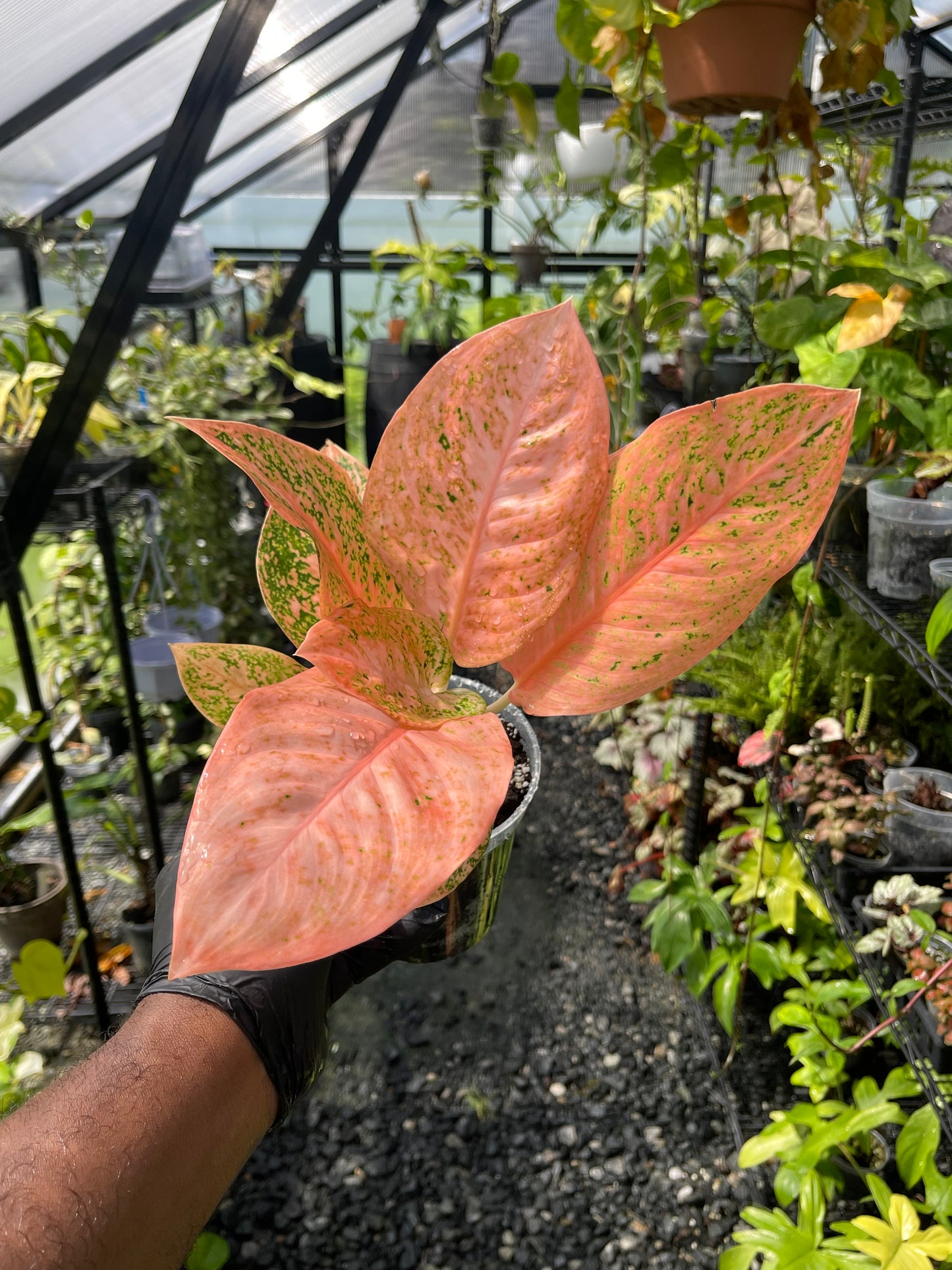 Aglaonema Orange Stardust- Grower’s choice