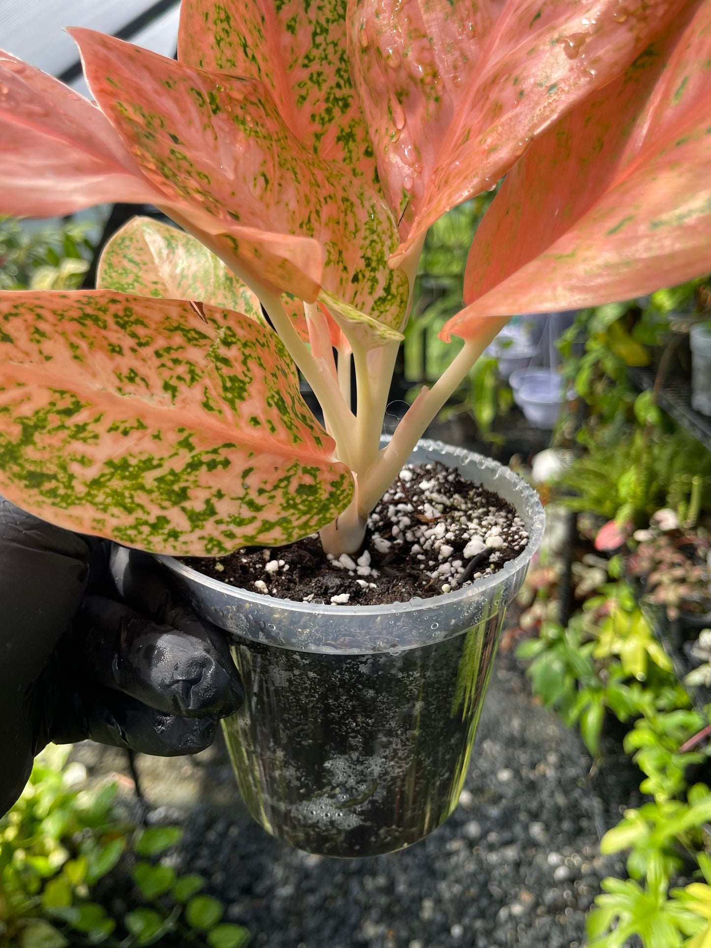 Aglaonema Orange Stardust- Grower’s choice