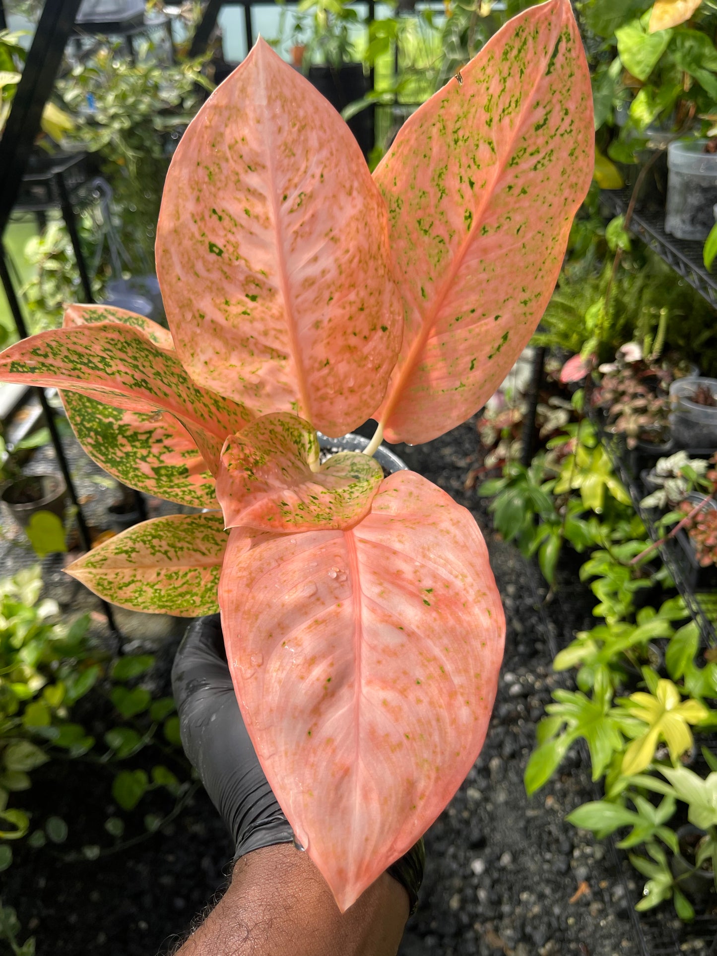 Aglaonema Orange Stardust- Grower’s choice