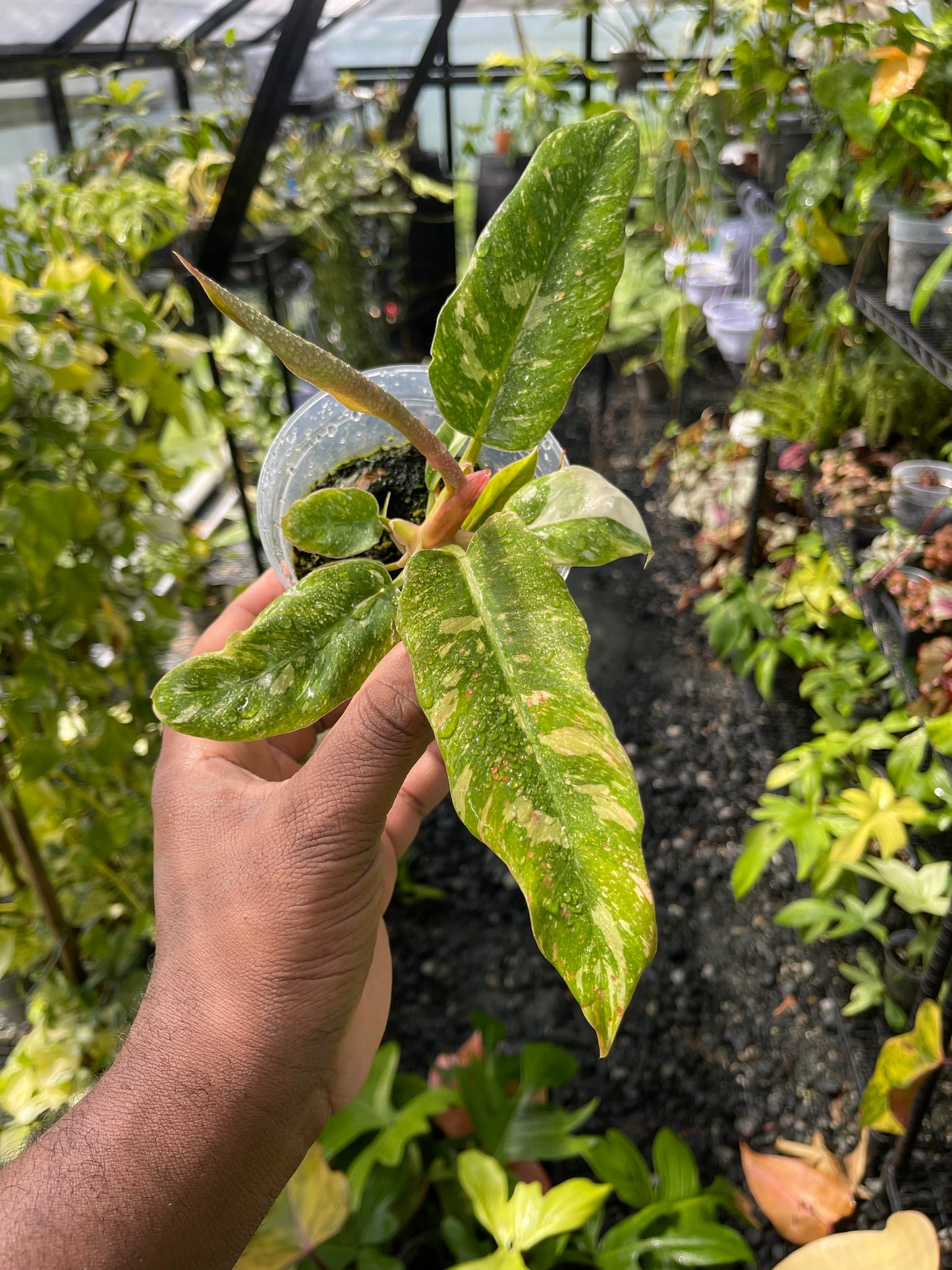 Philodendron Ring Of Fire- Grower’s Choice