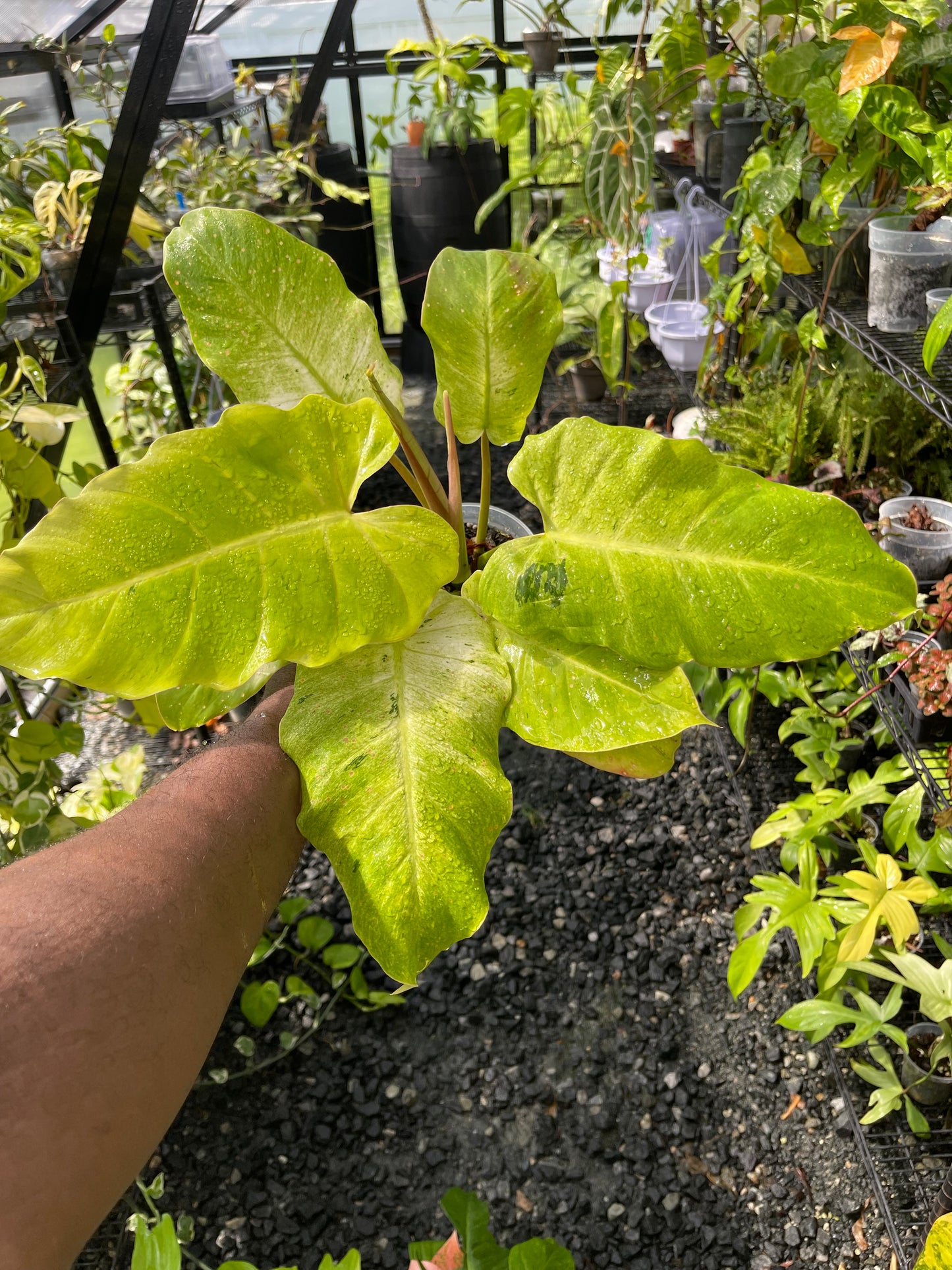 Philodendron Snowdrift