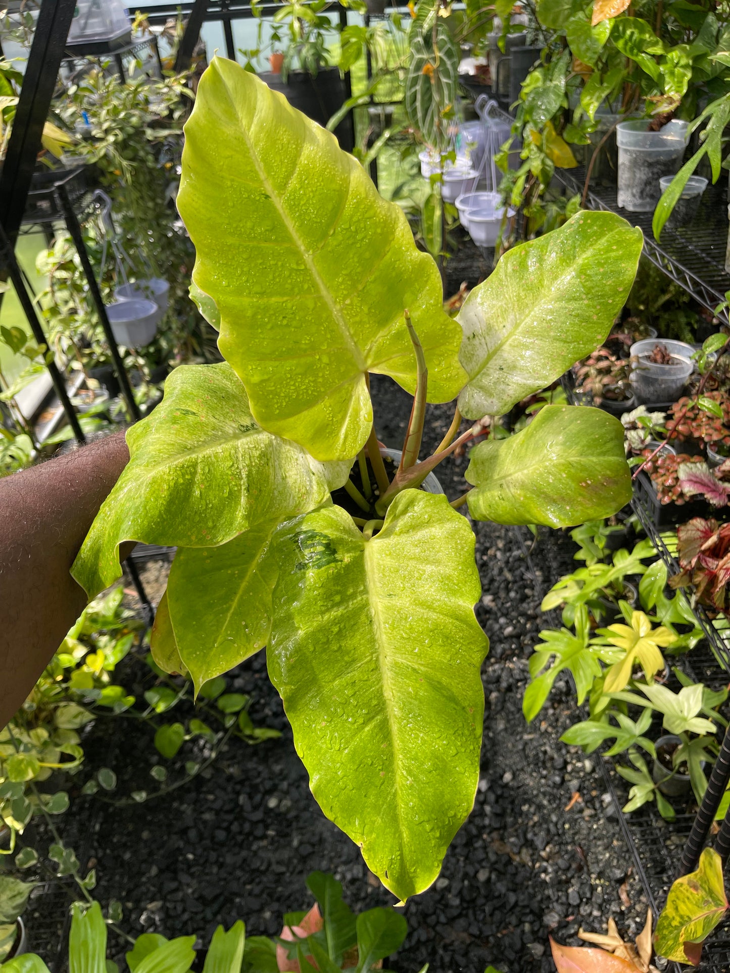 Philodendron Snowdrift