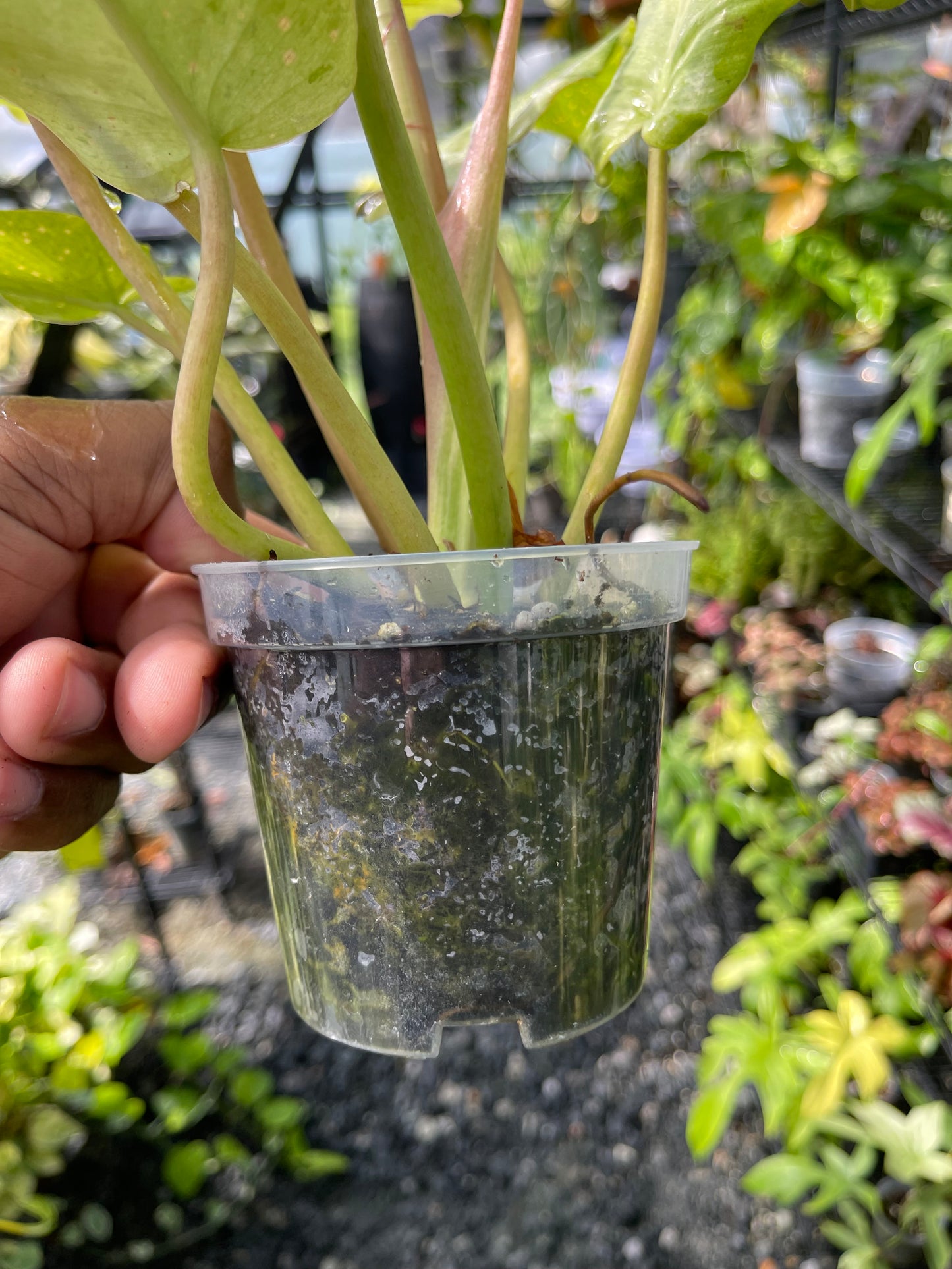 Philodendron Snowdrift