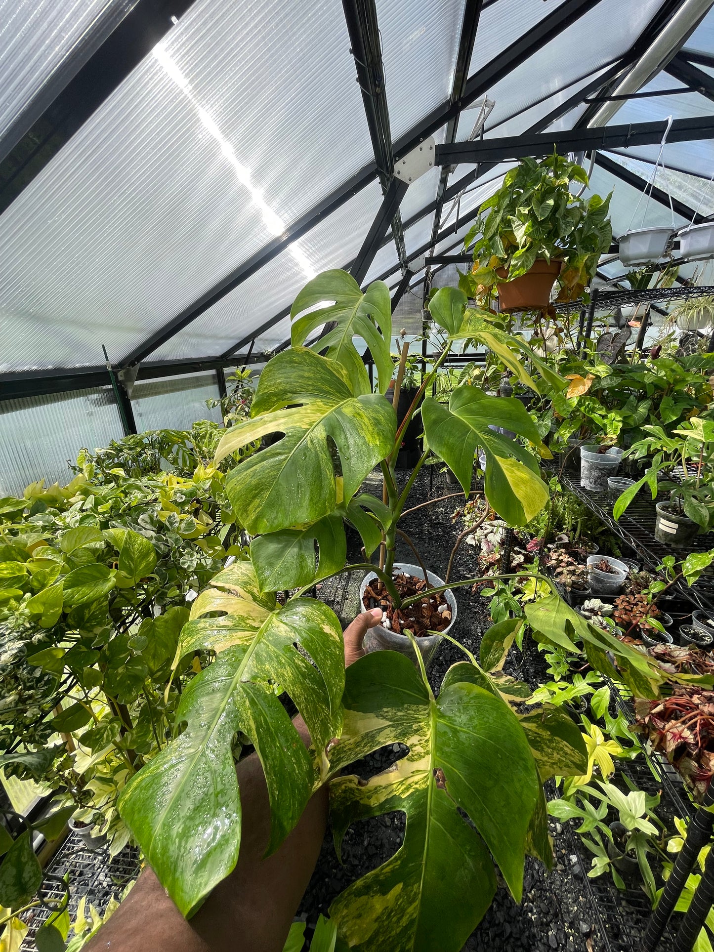 Variegated Monstera Aurea (Small Form)