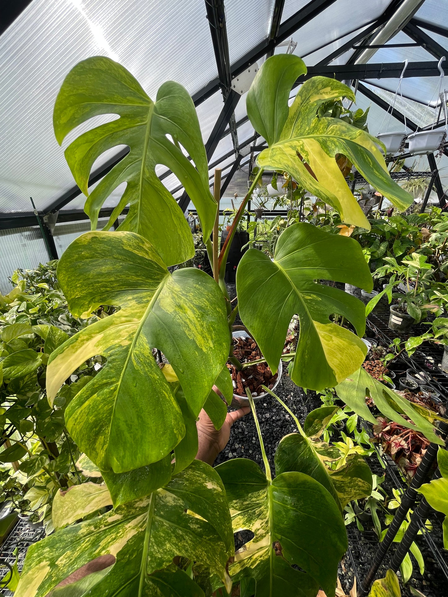 Variegated Monstera Aurea (Small Form)