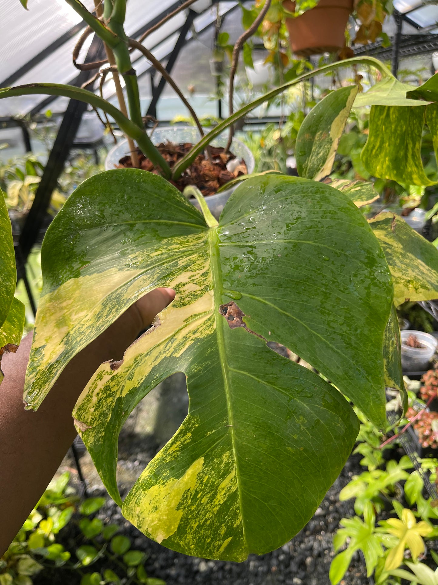 Variegated Monstera Aurea (Small Form)