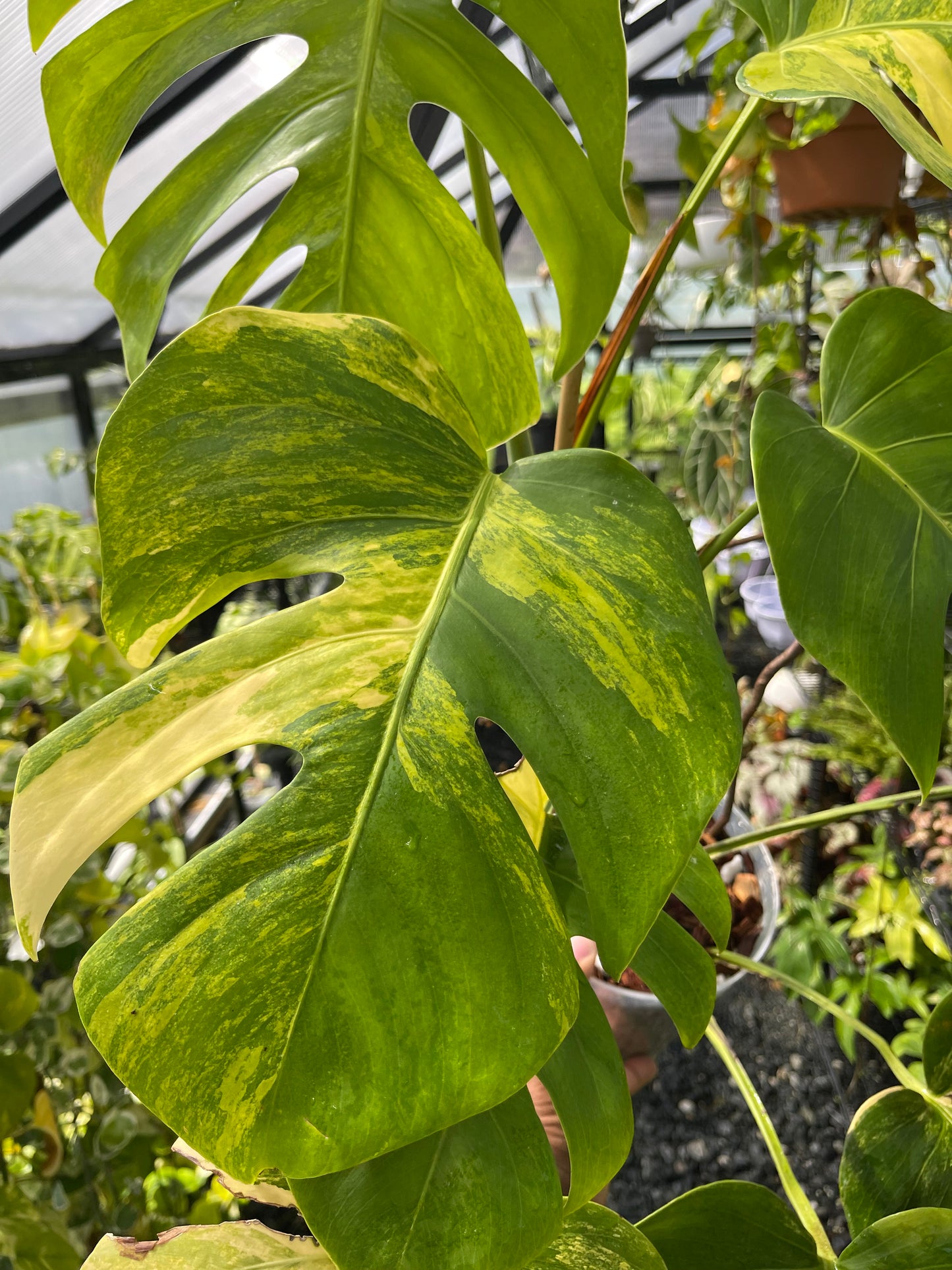 Variegated Monstera Aurea (Small Form)