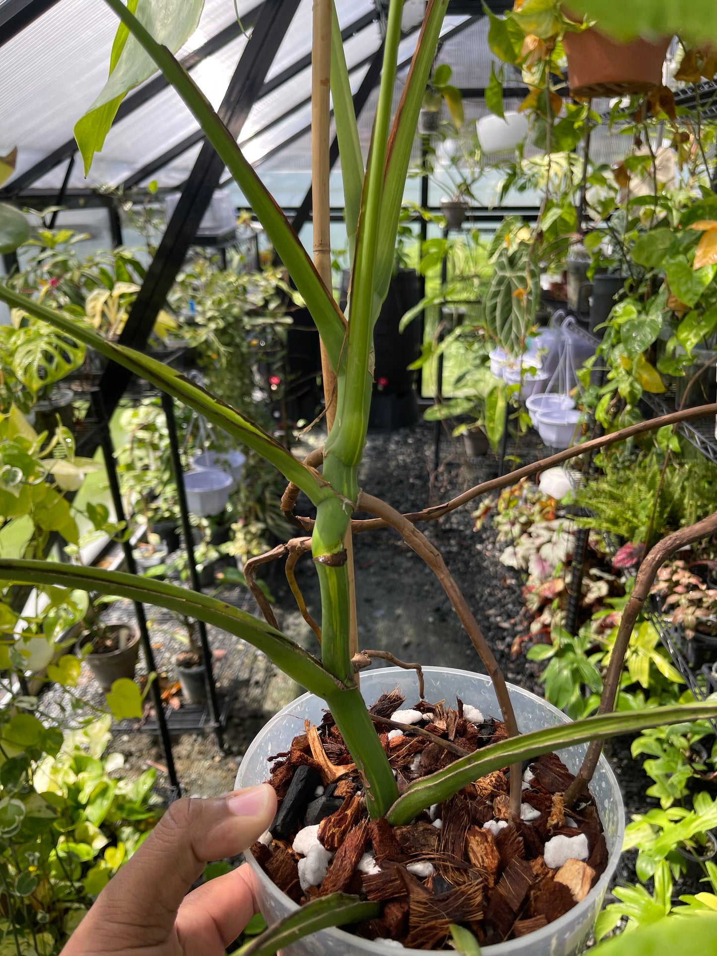 Variegated Monstera Aurea (Small Form)