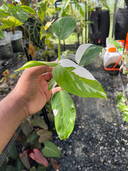 Philodendron White Wizard- Grower’s Choice