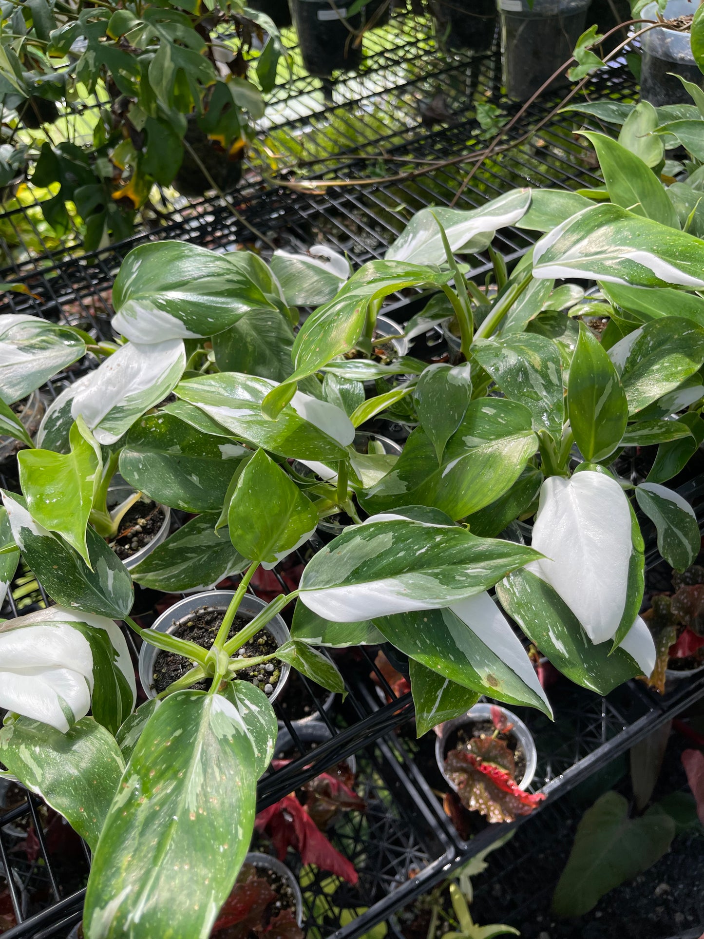 Philodendron White Wizard- Grower’s Choice