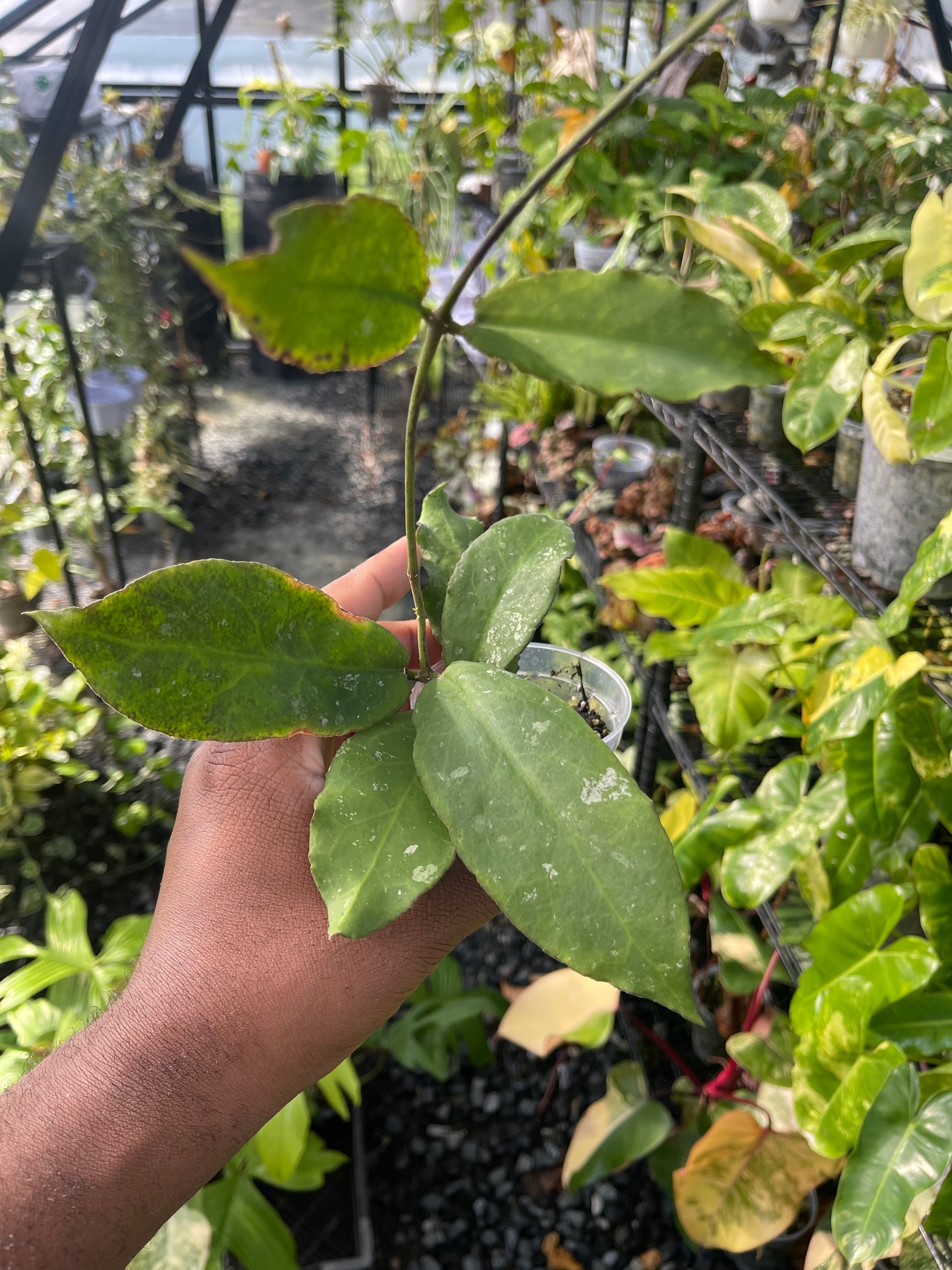 Hoya Undulata