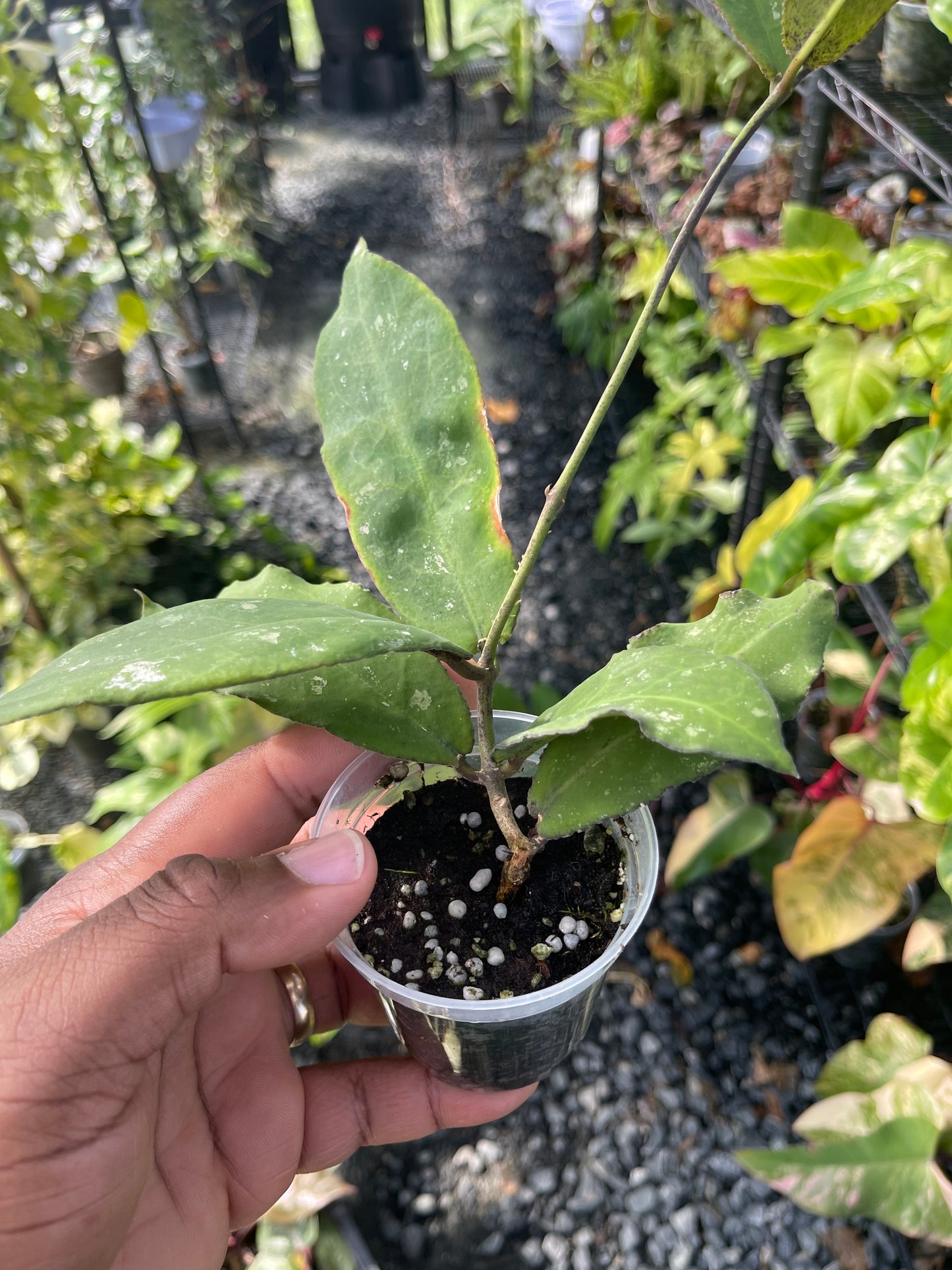 Hoya Undulata