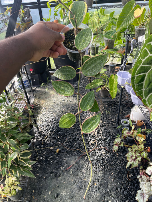 Hoya Latifolia( Macrophylla)