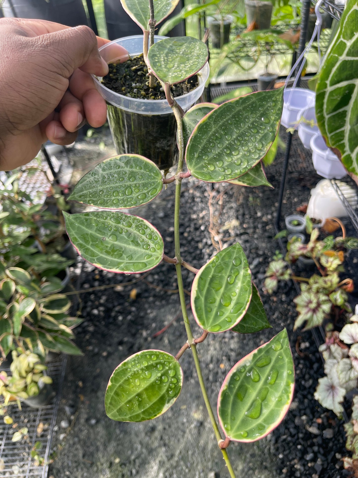 Hoya Latifolia( Macrophylla)