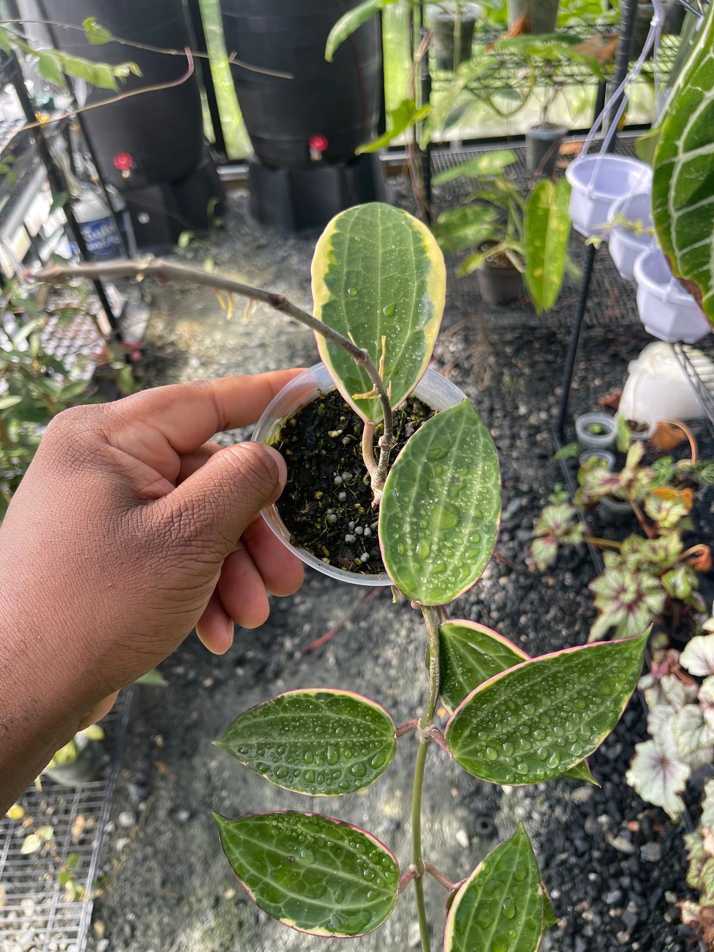 Hoya Latifolia( Macrophylla)