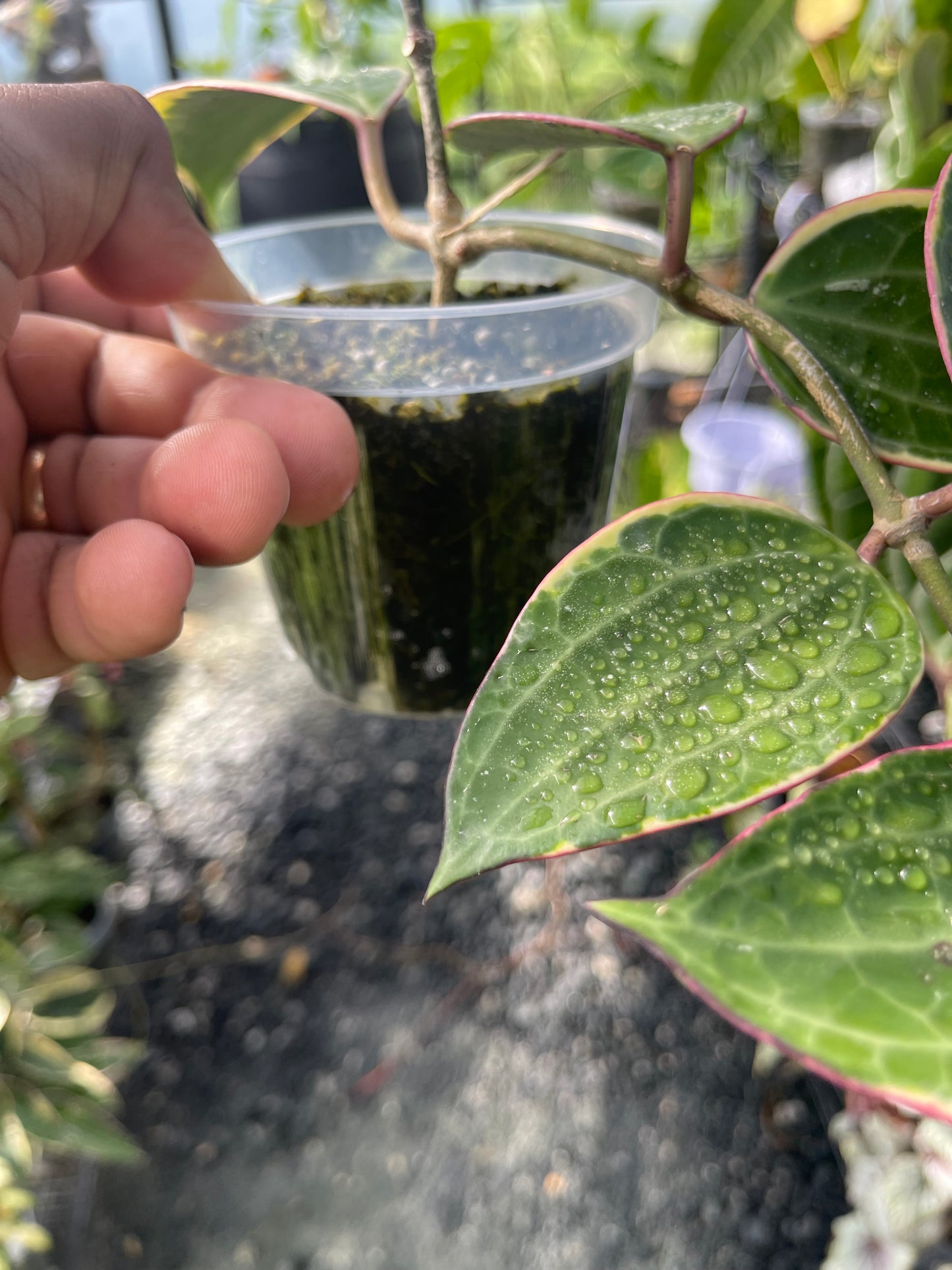 Hoya Latifolia( Macrophylla)