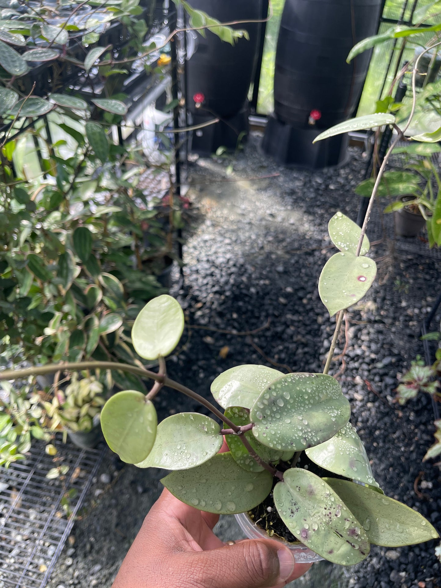 Hoya Silver Dollar