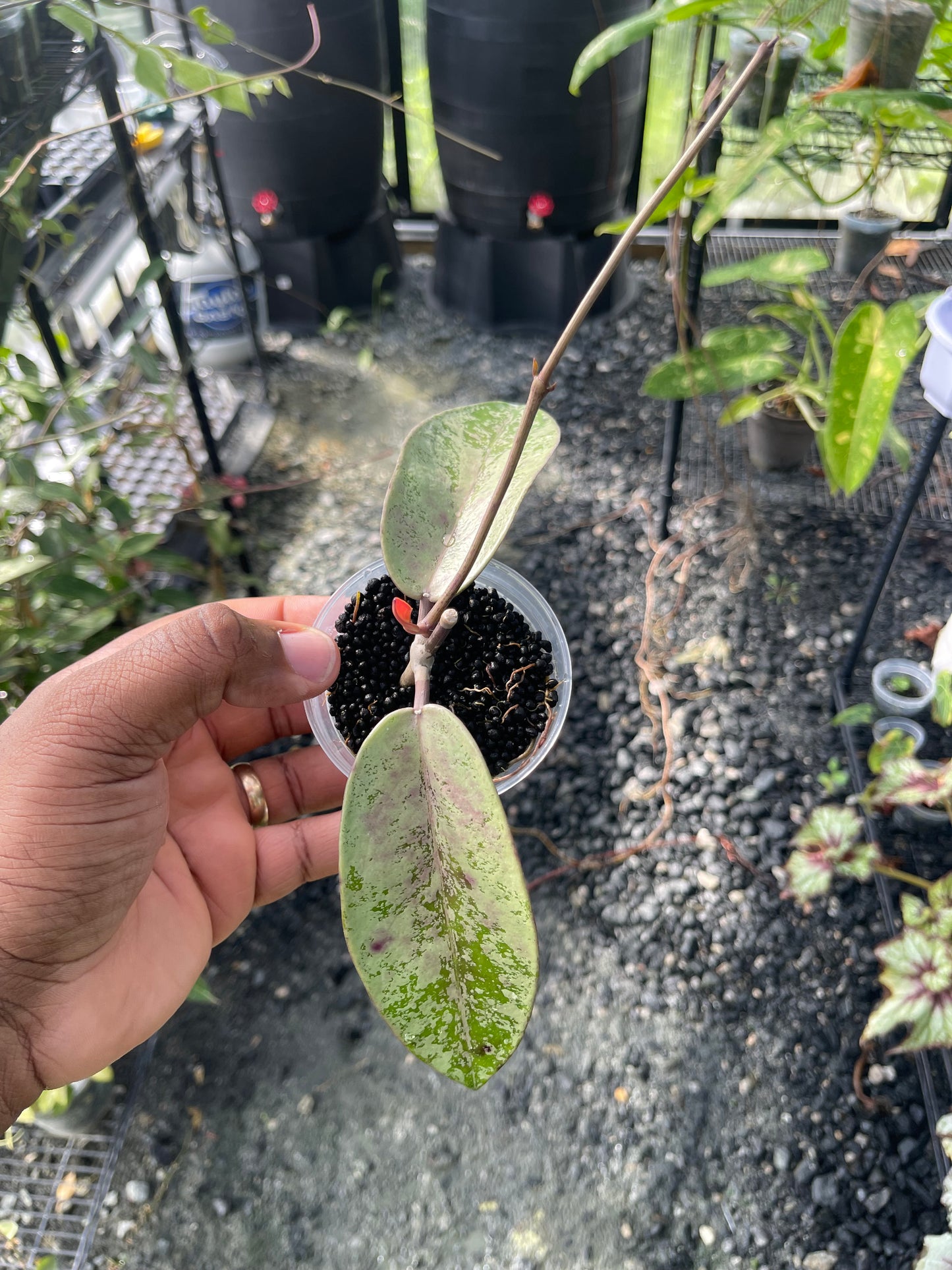 Hoya Silver Dollar