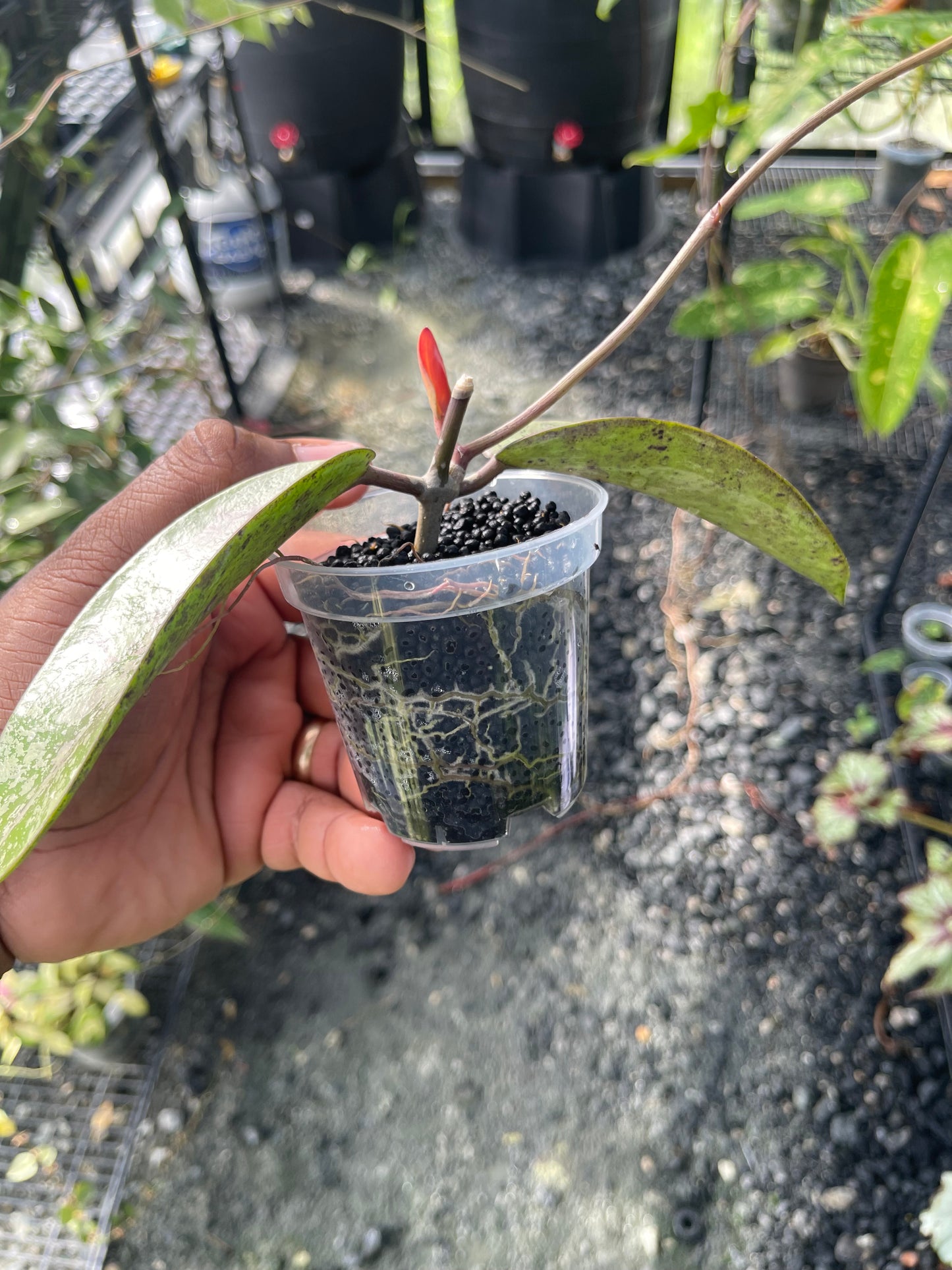 Hoya Silver Dollar