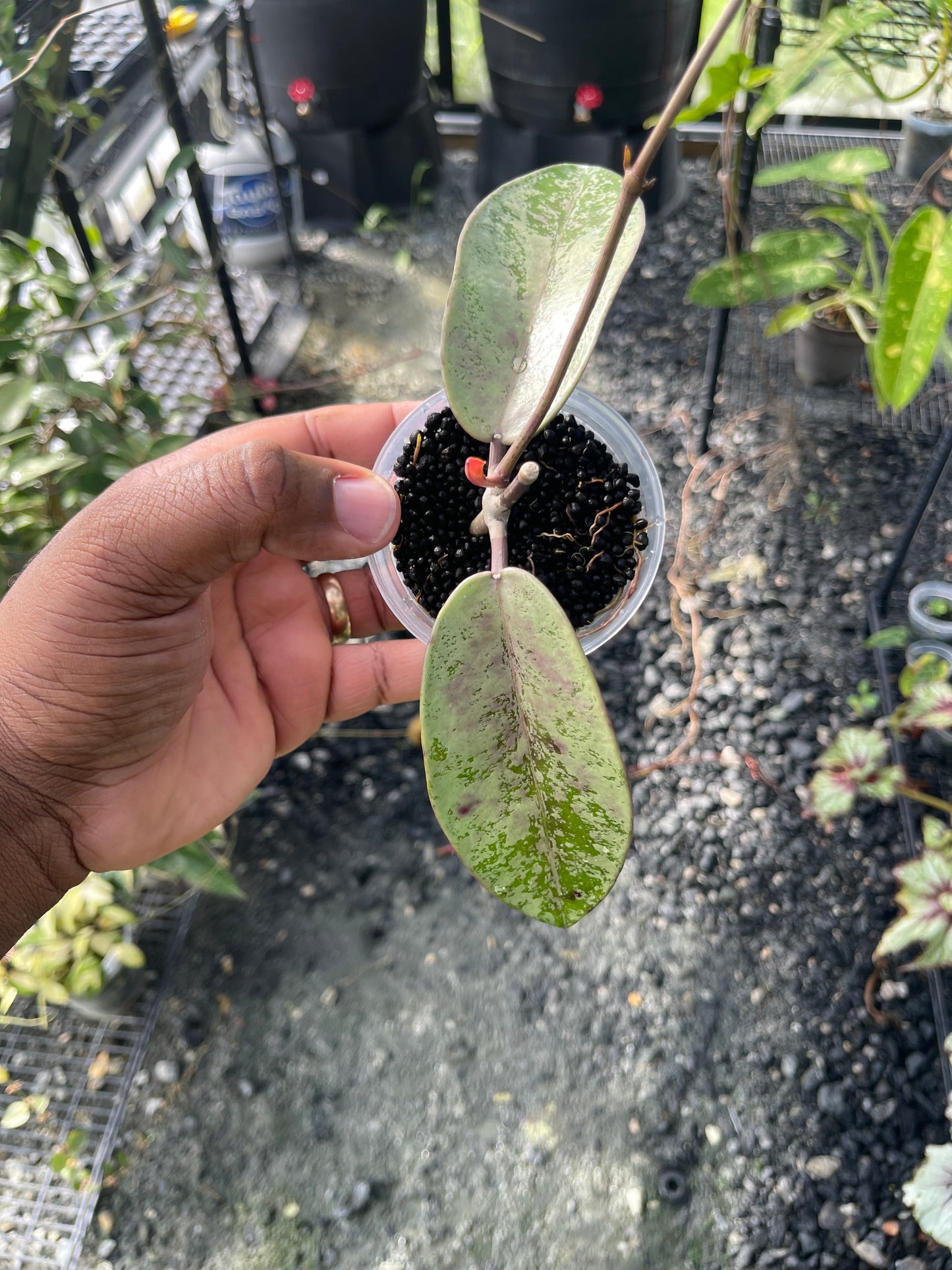 Hoya Silver Dollar