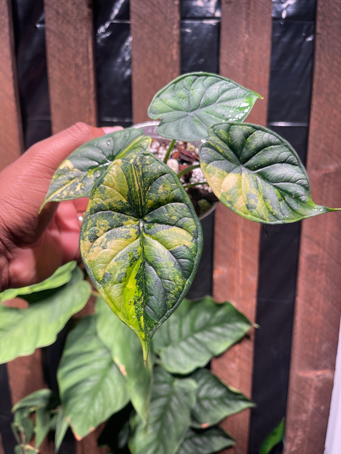 Alocasia Dragon Scale( Aurea Variegation)