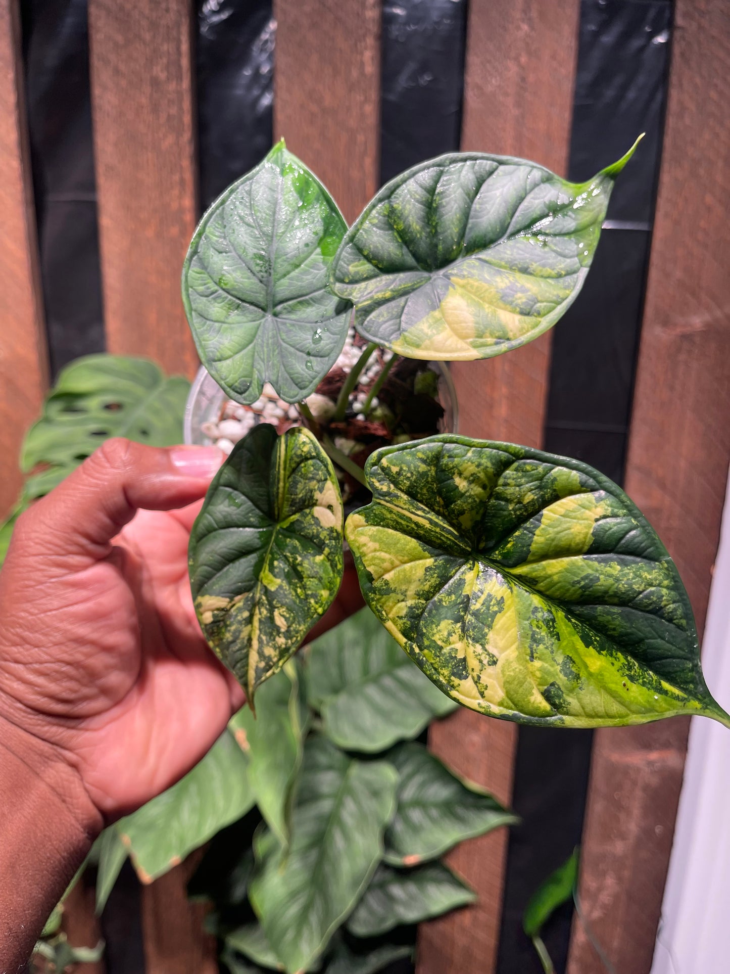 Alocasia Dragon Scale( Aurea Variegation)