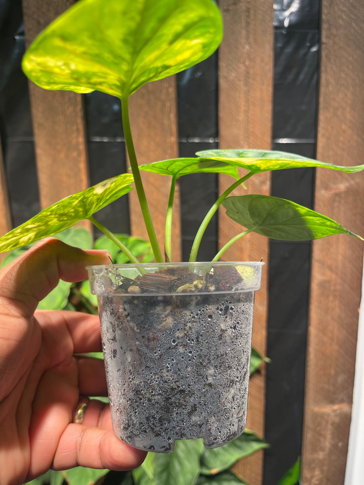 Alocasia Dragon Scale( Aurea Variegation)