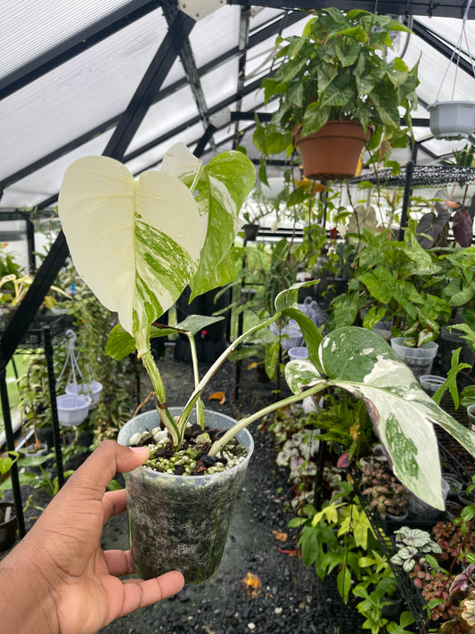 Variegated Monstera Albo (Small Form)