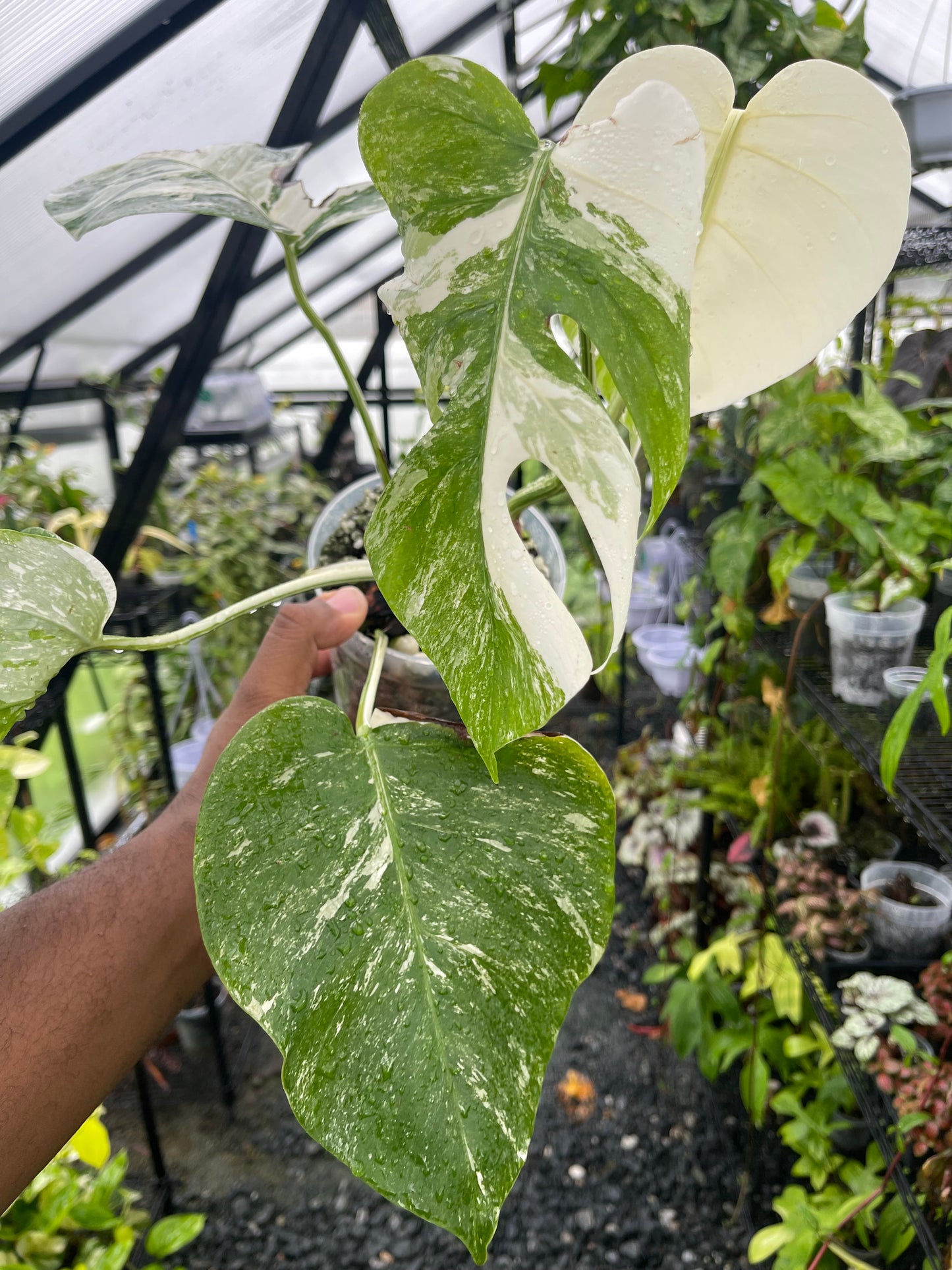 Variegated Monstera Albo (Small Form)