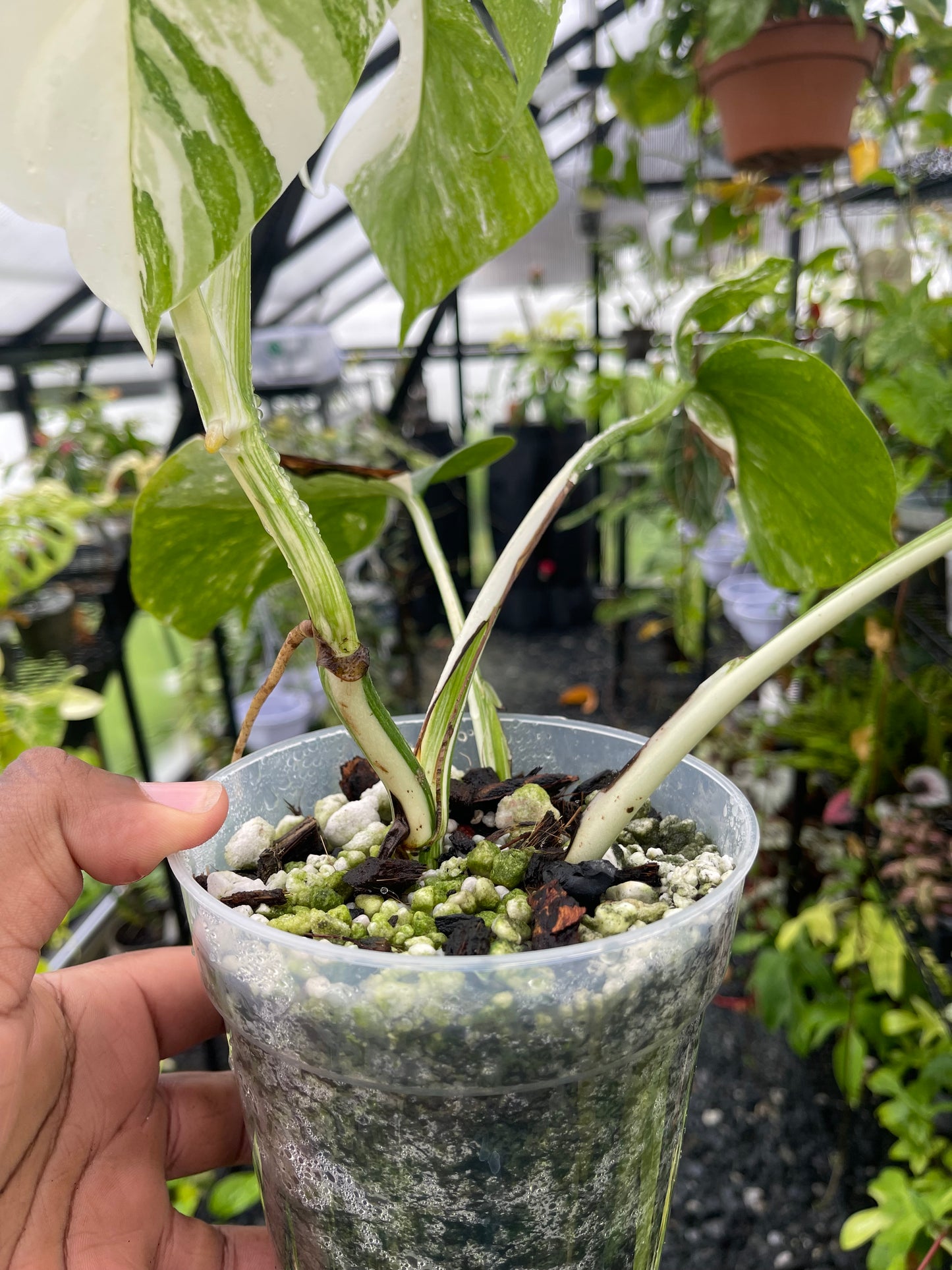 Variegated Monstera Albo (Small Form)