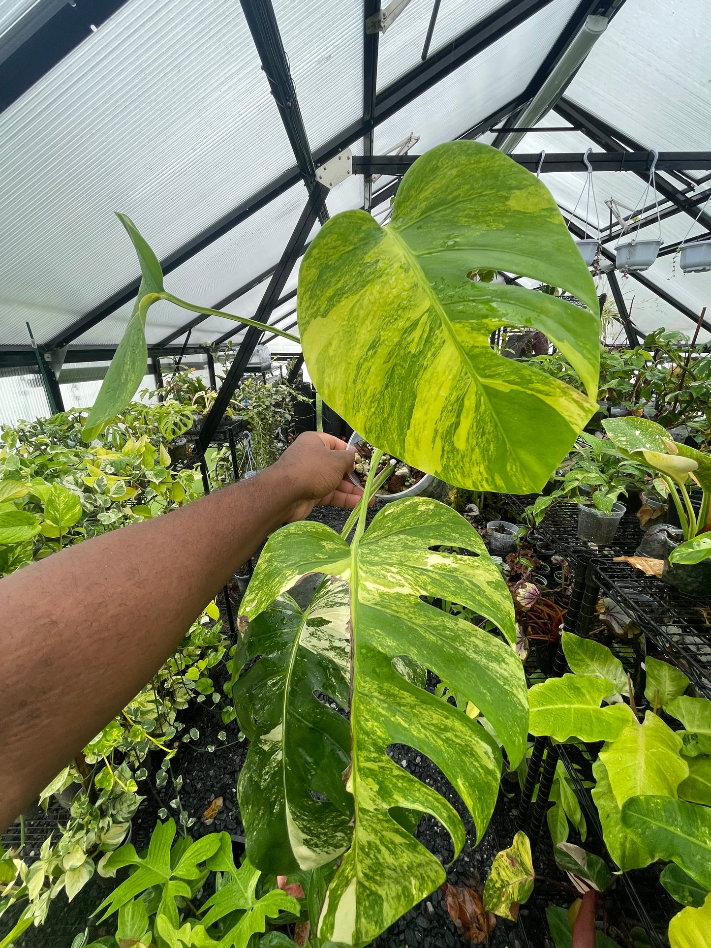 Variegated Monstera Aurea (Small Form)