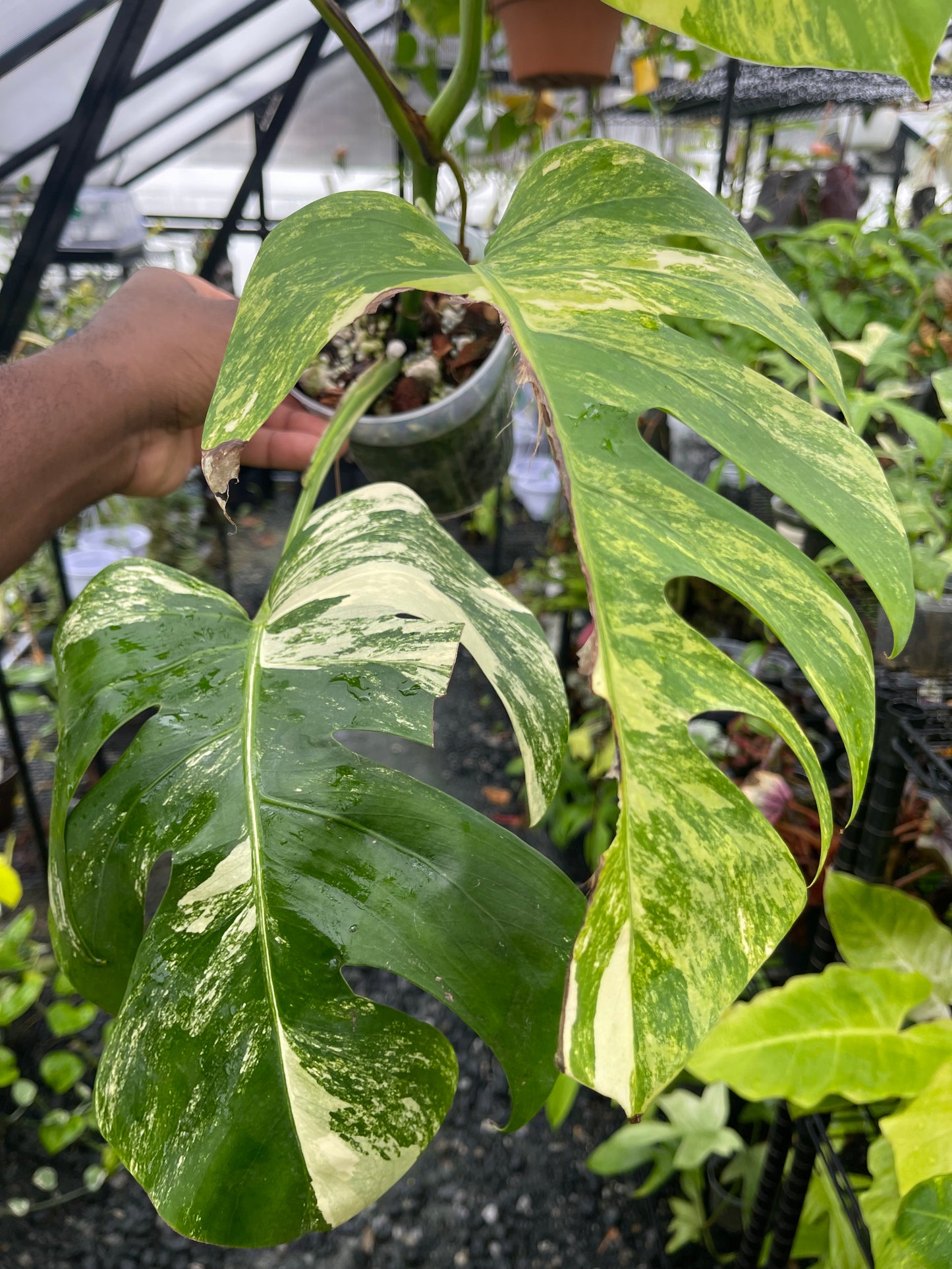 Variegated Monstera Aurea (Small Form)