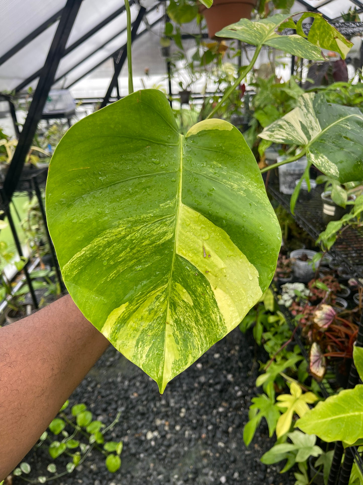 Variegated Monstera Aurea (Small Form)