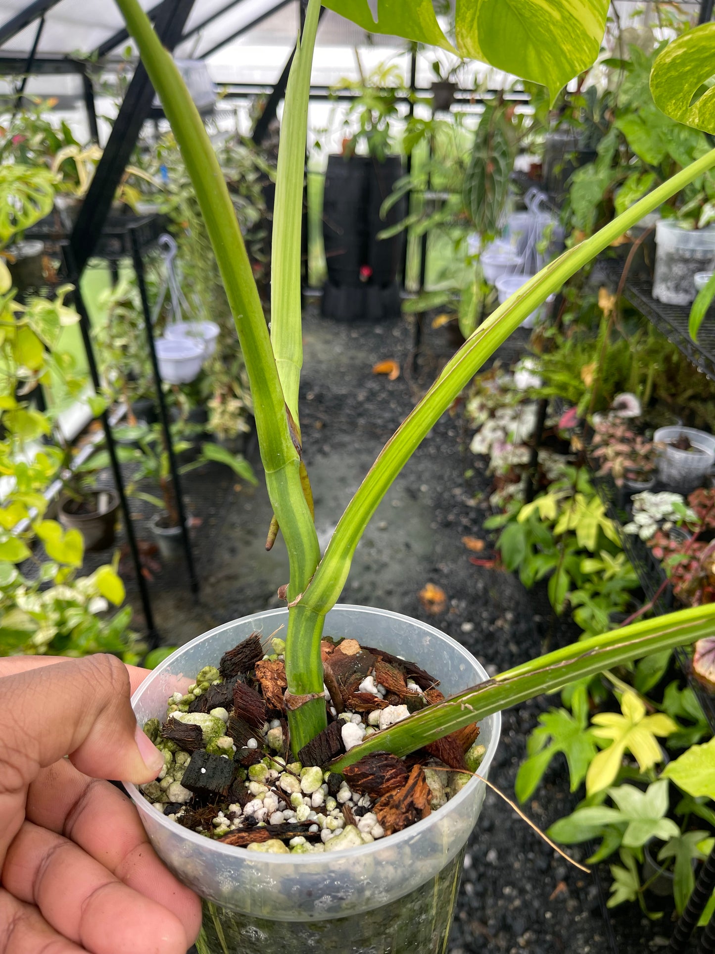 Variegated Monstera Aurea (Small Form)