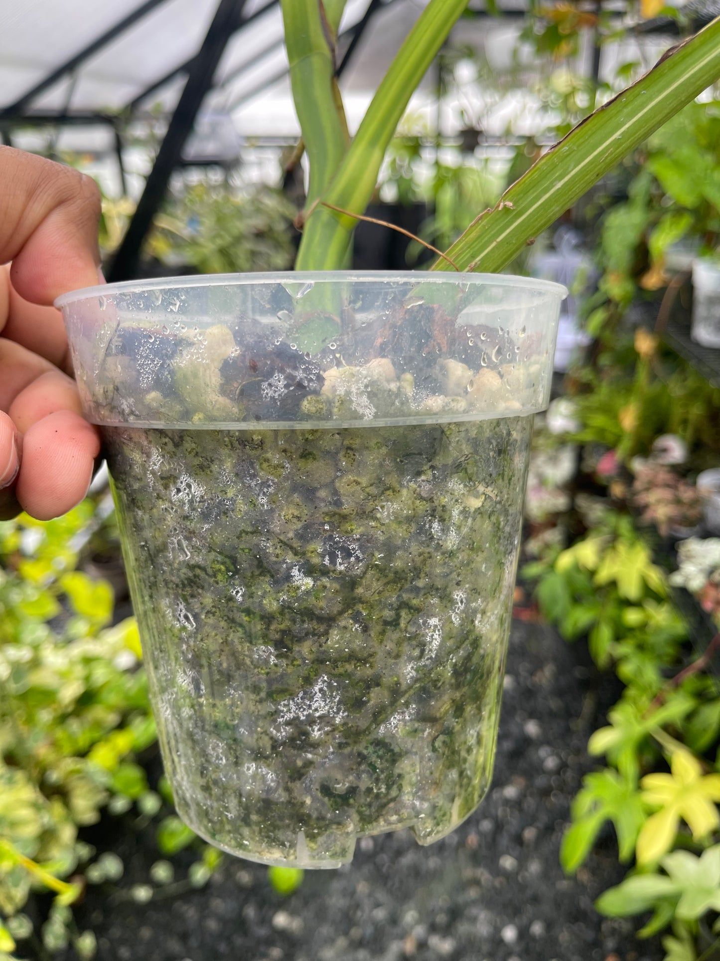 Variegated Monstera Aurea (Small Form)