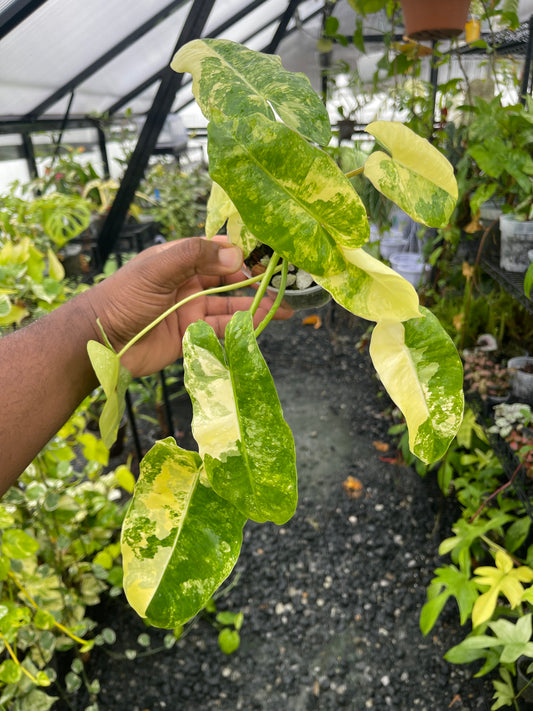 Variegated Philodendron Burle Marx- Grower’s Choice