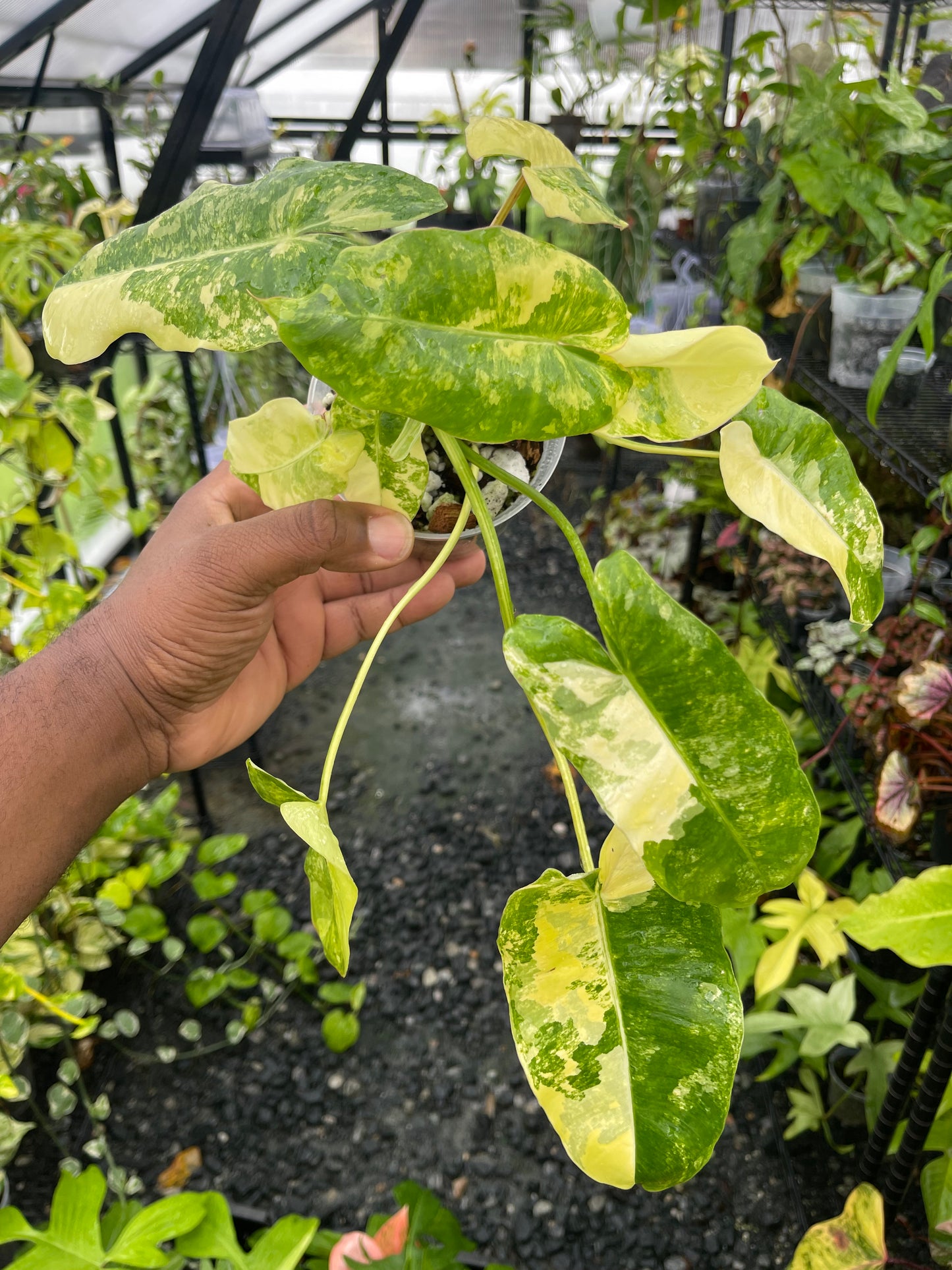 Variegated Philodendron Burle Marx- Grower’s Choice