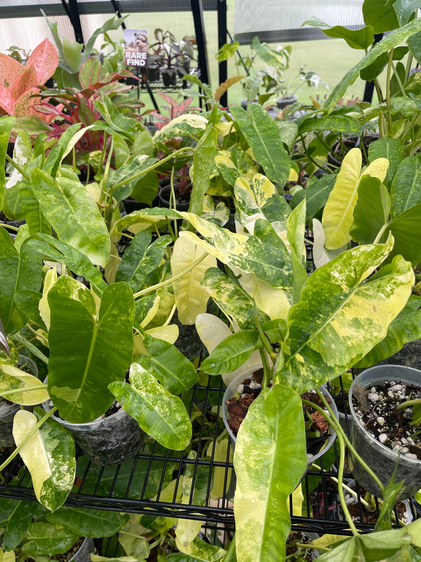 Variegated Philodendron Burle Marx- Grower’s Choice